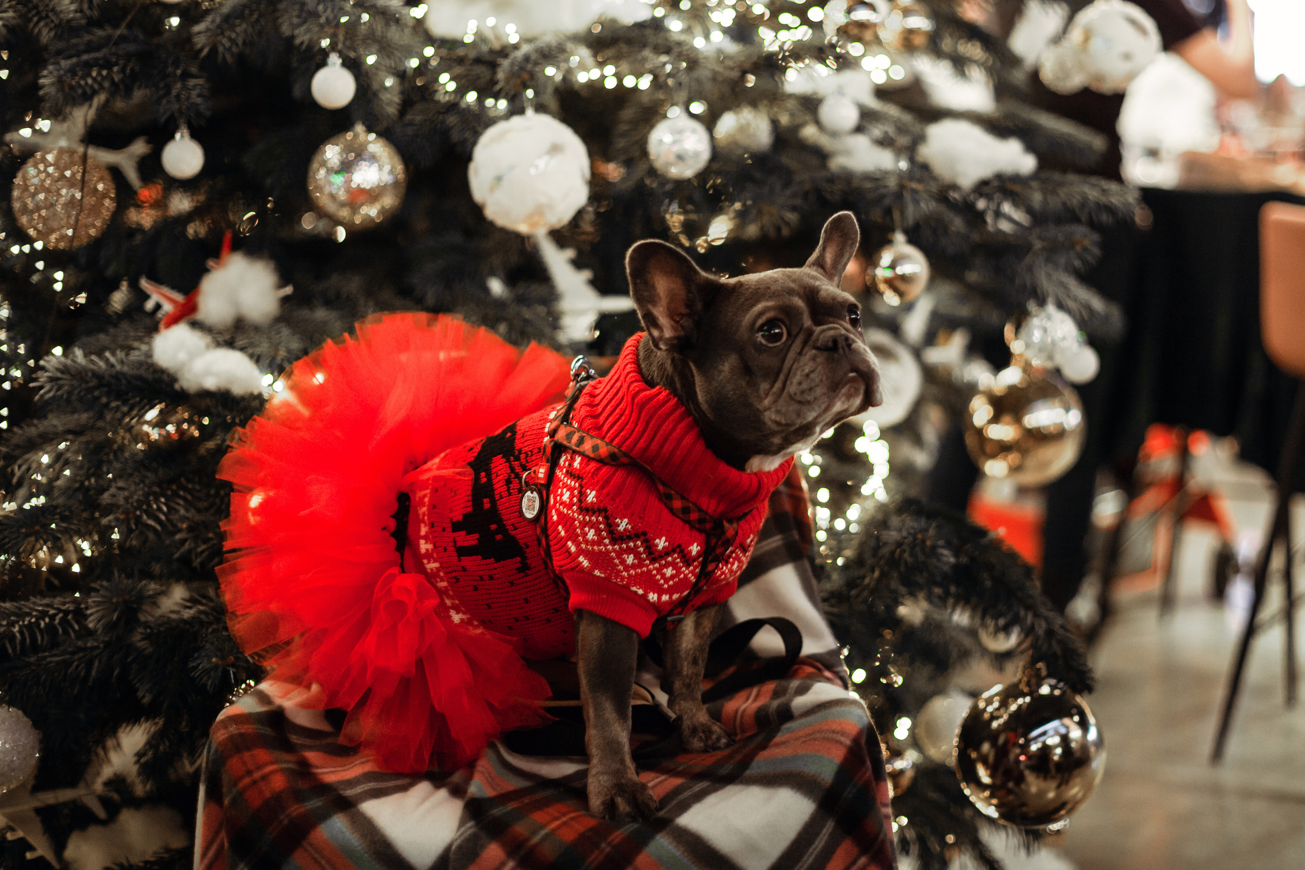 Бульелка 2022. Фотограф-анималист Татьяна Степанова