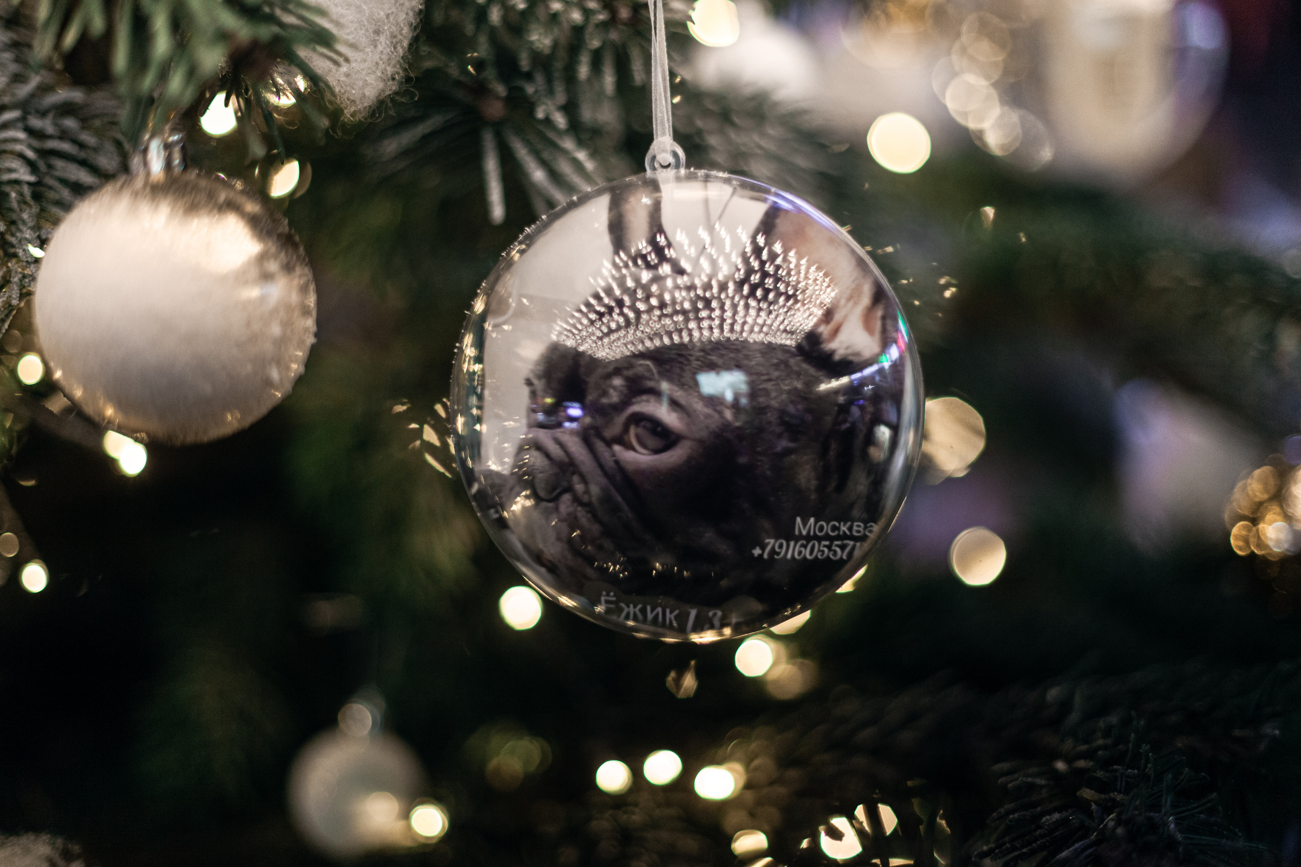 Бульелка 2022. Фотограф-анималист Татьяна Степанова