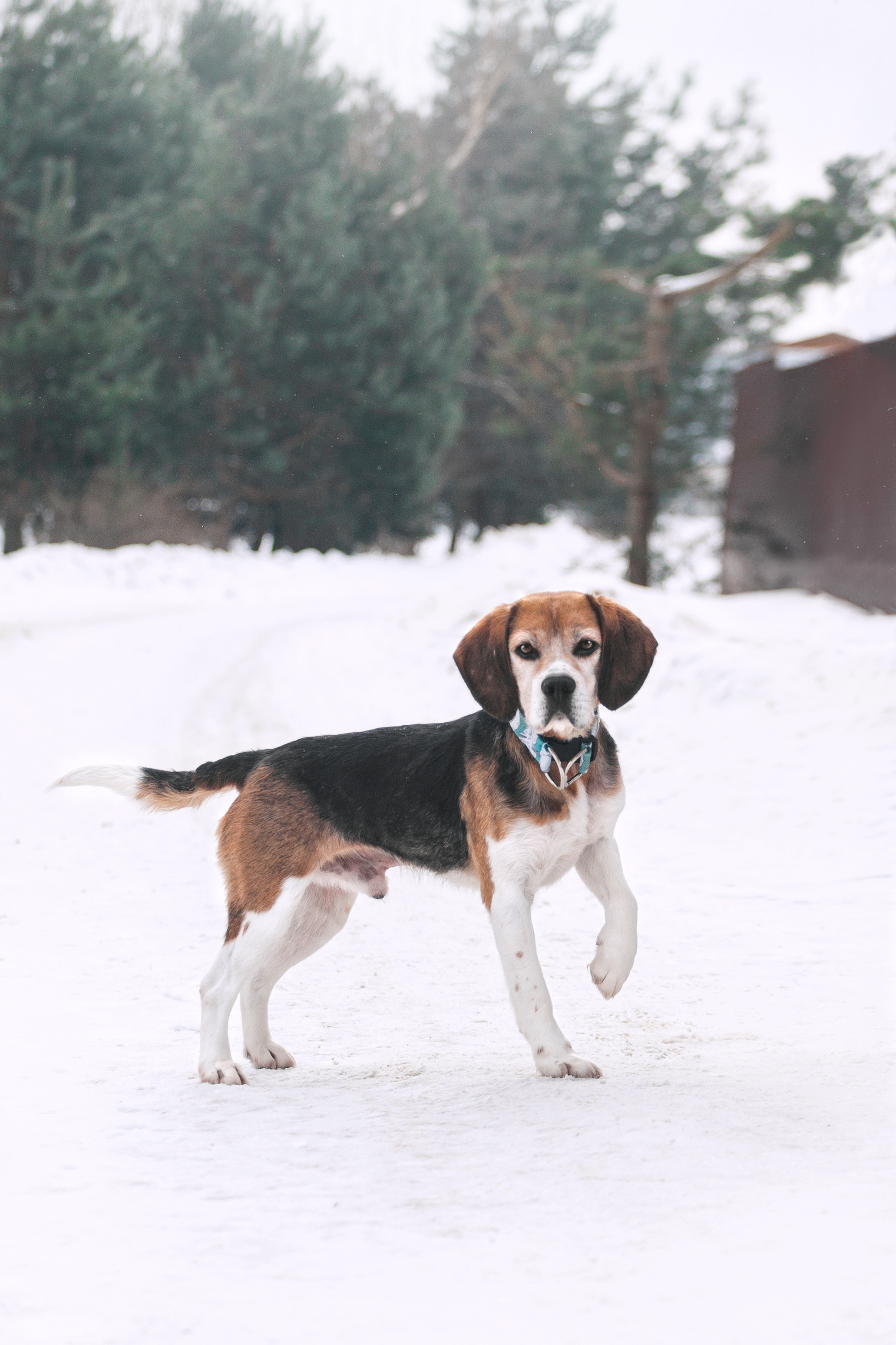 Группа помощи Дом для бигля 2023. Фотограф-анималист Татьяна Степанова