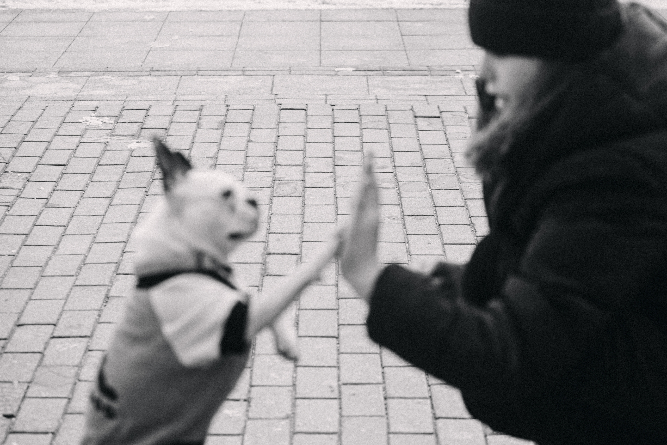 Василиса и Мира Кузнецкий мост. Фотограф-анималист Татьяна Степанова