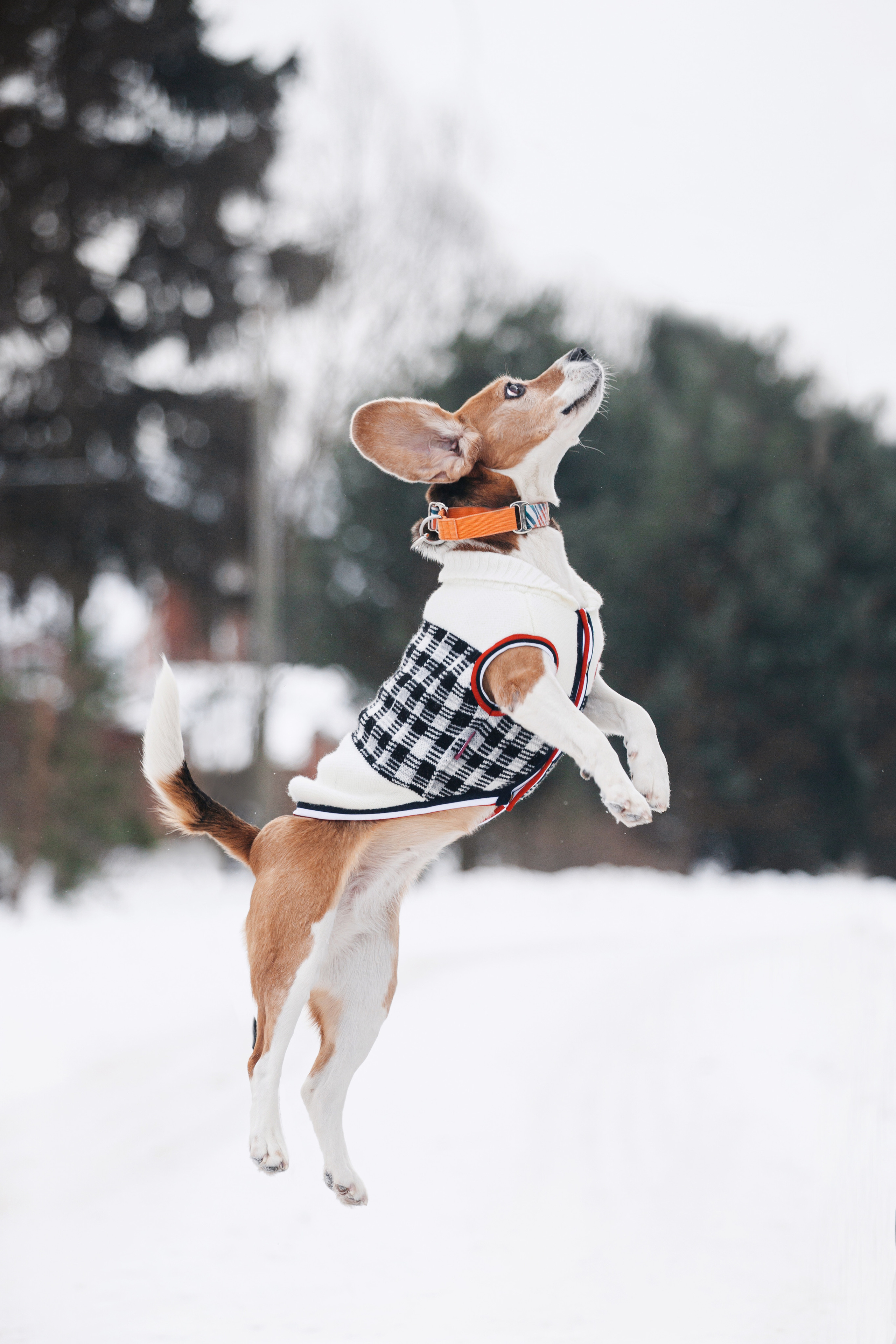 Группа помощи Дом для бигля 2023. Фотограф-анималист Татьяна Степанова