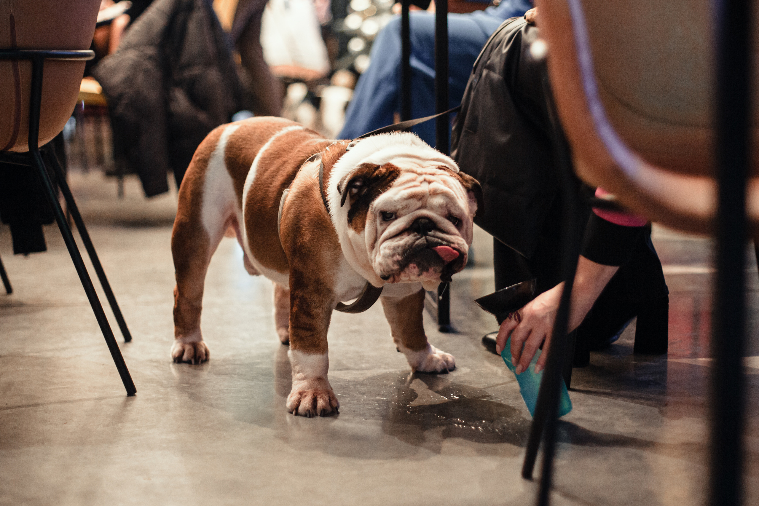 Бульелка 2022. Фотограф-анималист Татьяна Степанова