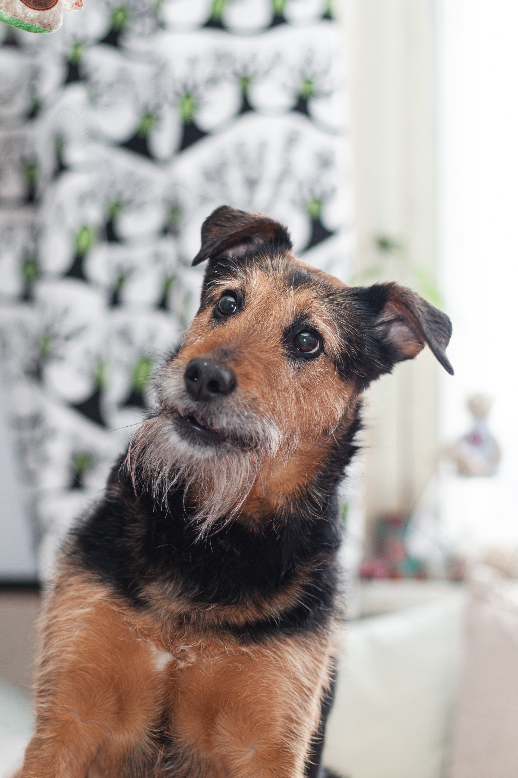 Лиза и Бренда. Фотограф-анималист Татьяна Степанова