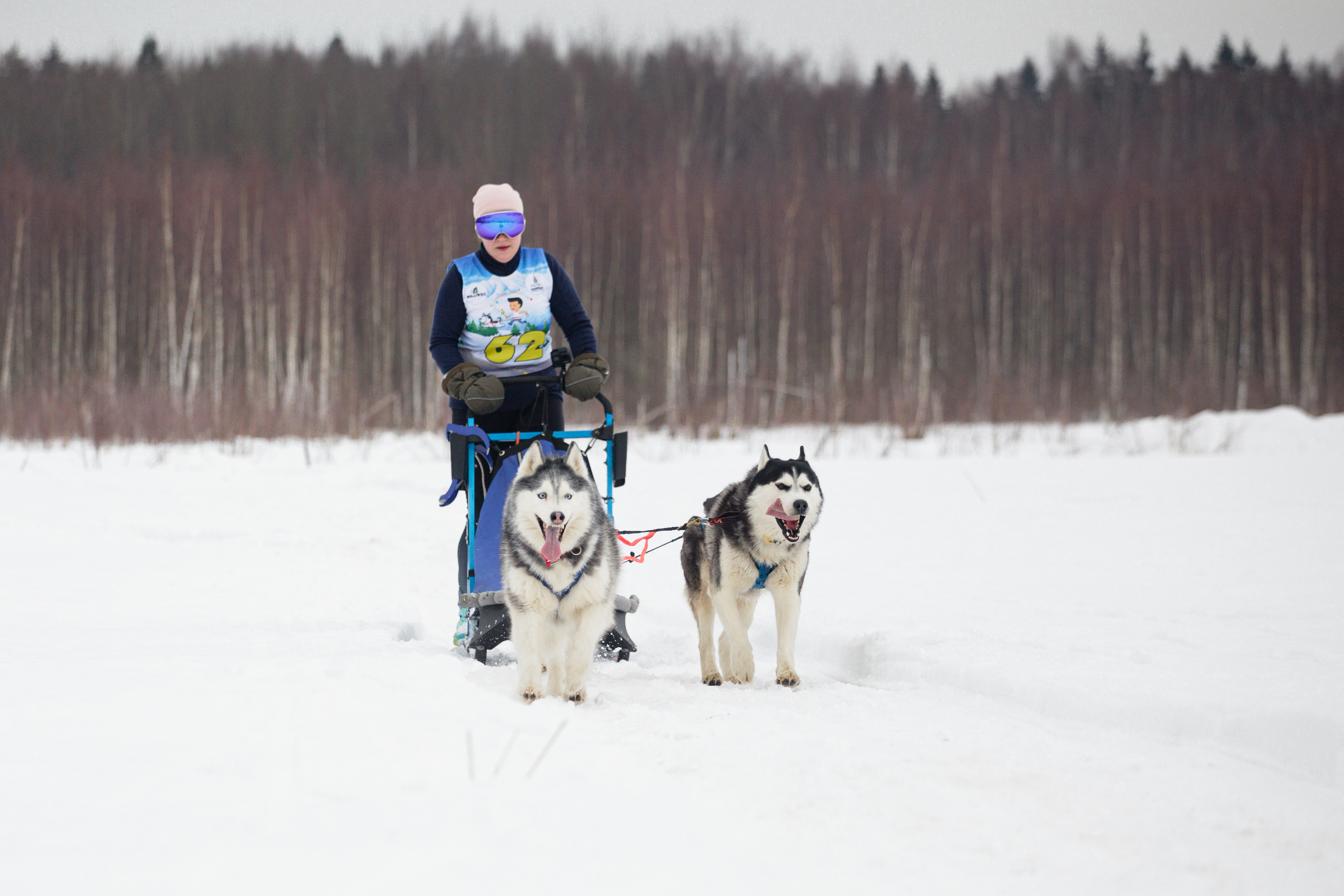 Холодные игры 28 февраля 2022. Фотограф-анималист Татьяна Степанова