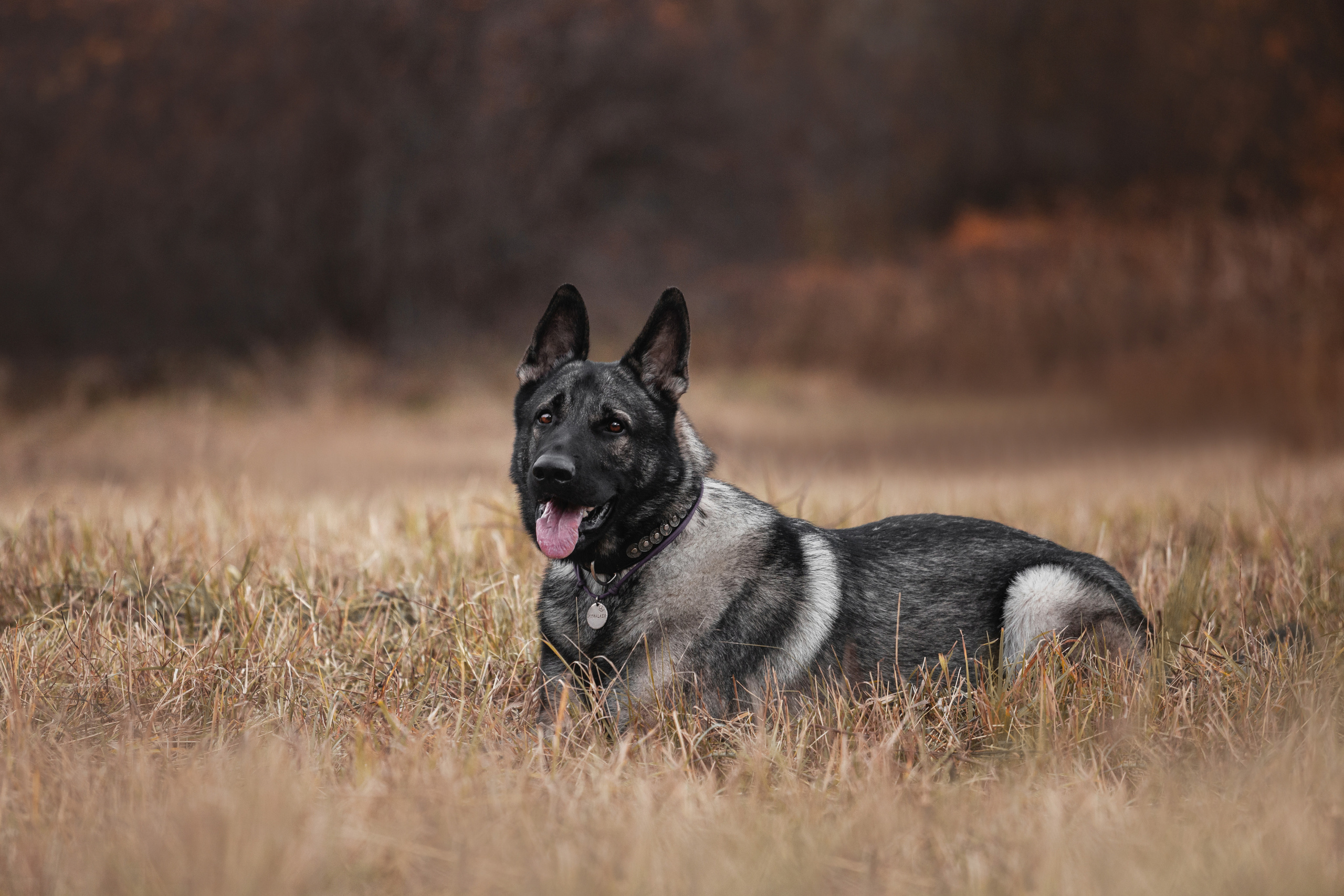 Женя, Скай и Арти в ПКИО Северное Тушино. Фотограф-анималист Татьяна Степанова