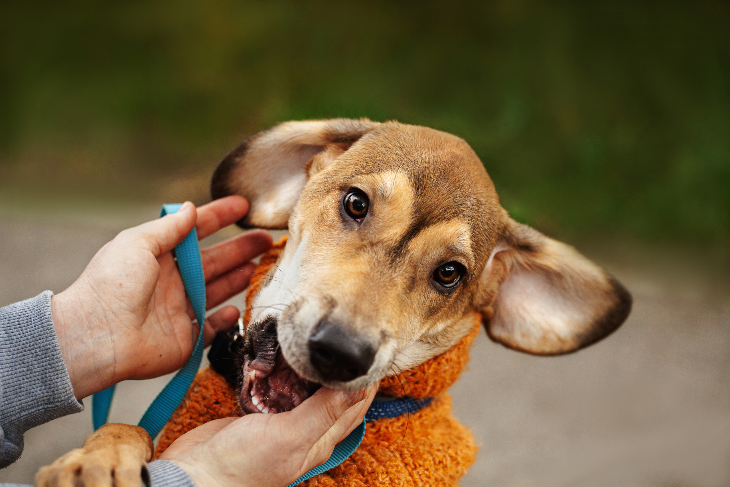 Лукас и Бусинка 2022. Фотограф-анималист Татьяна Степанова