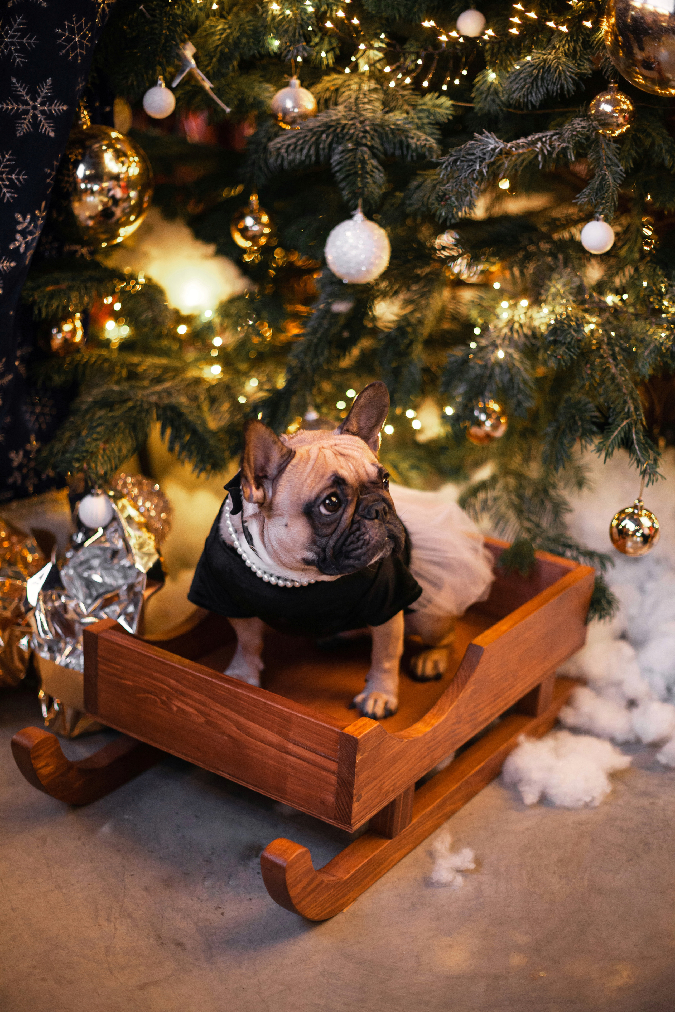 Бульелка 2022. Фотограф-анималист Татьяна Степанова