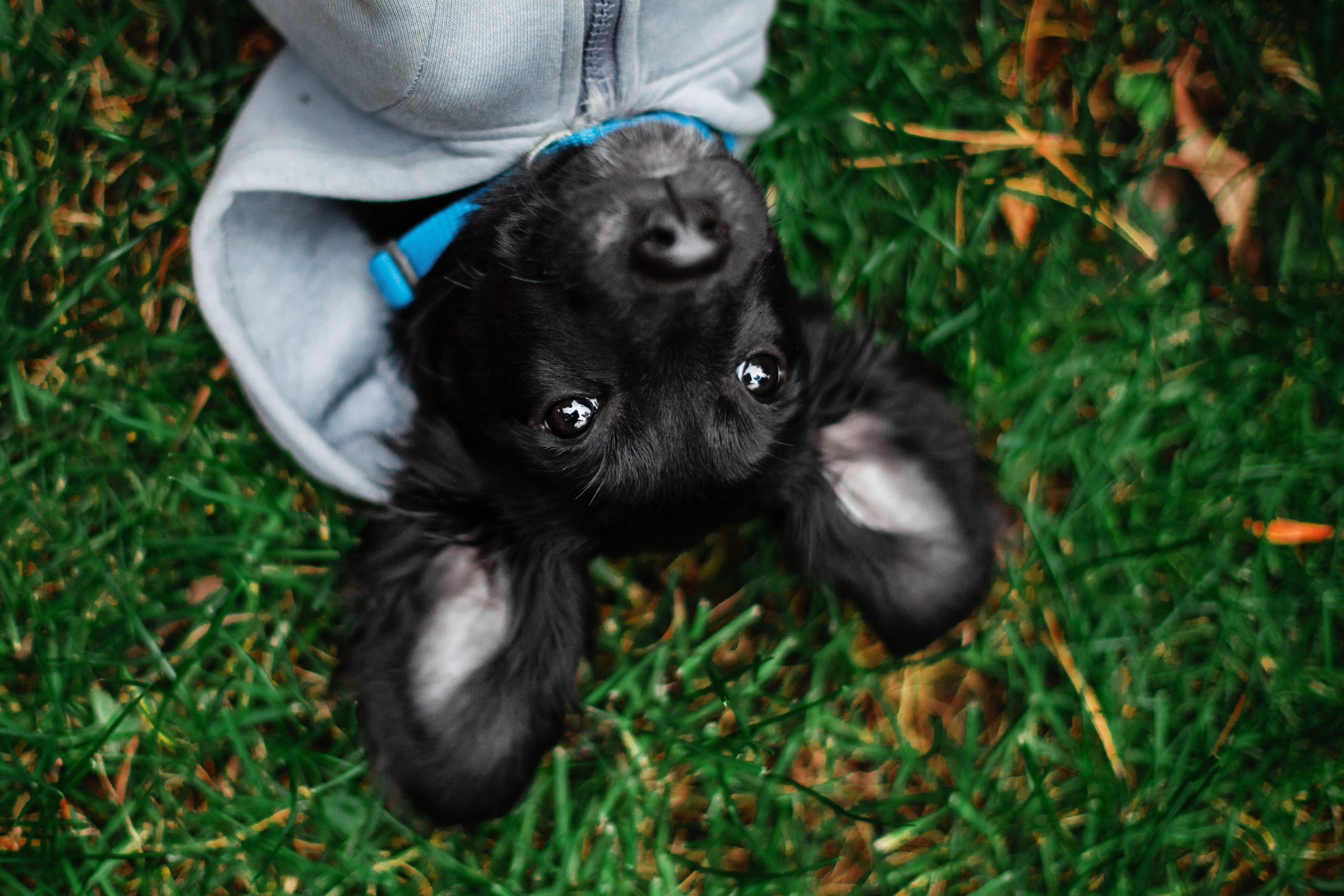 Пара щенков 2022. Фотограф-анималист Татьяна Степанова