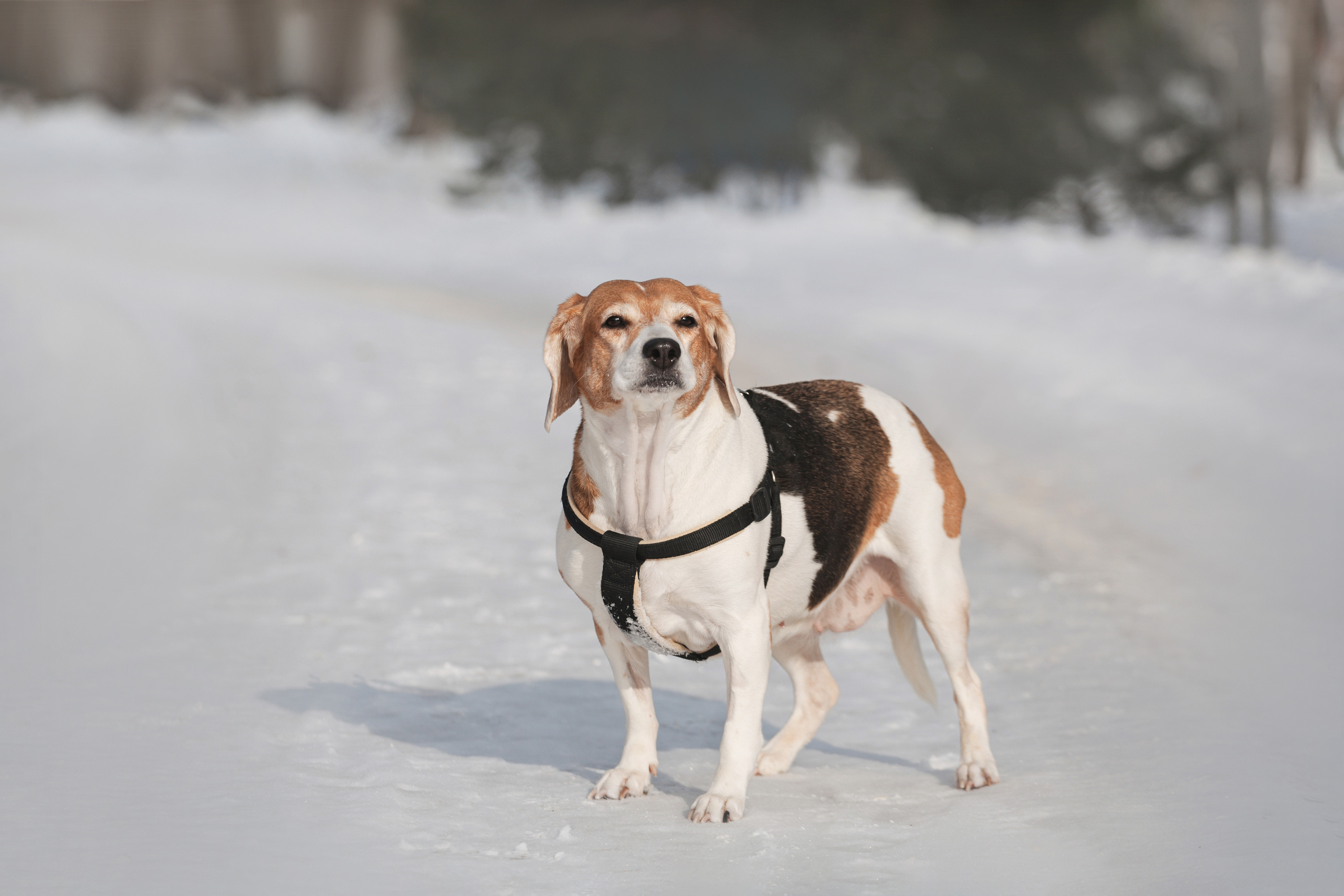 Группа помощи Дом для бигля 2023. Фотограф-анималист Татьяна Степанова