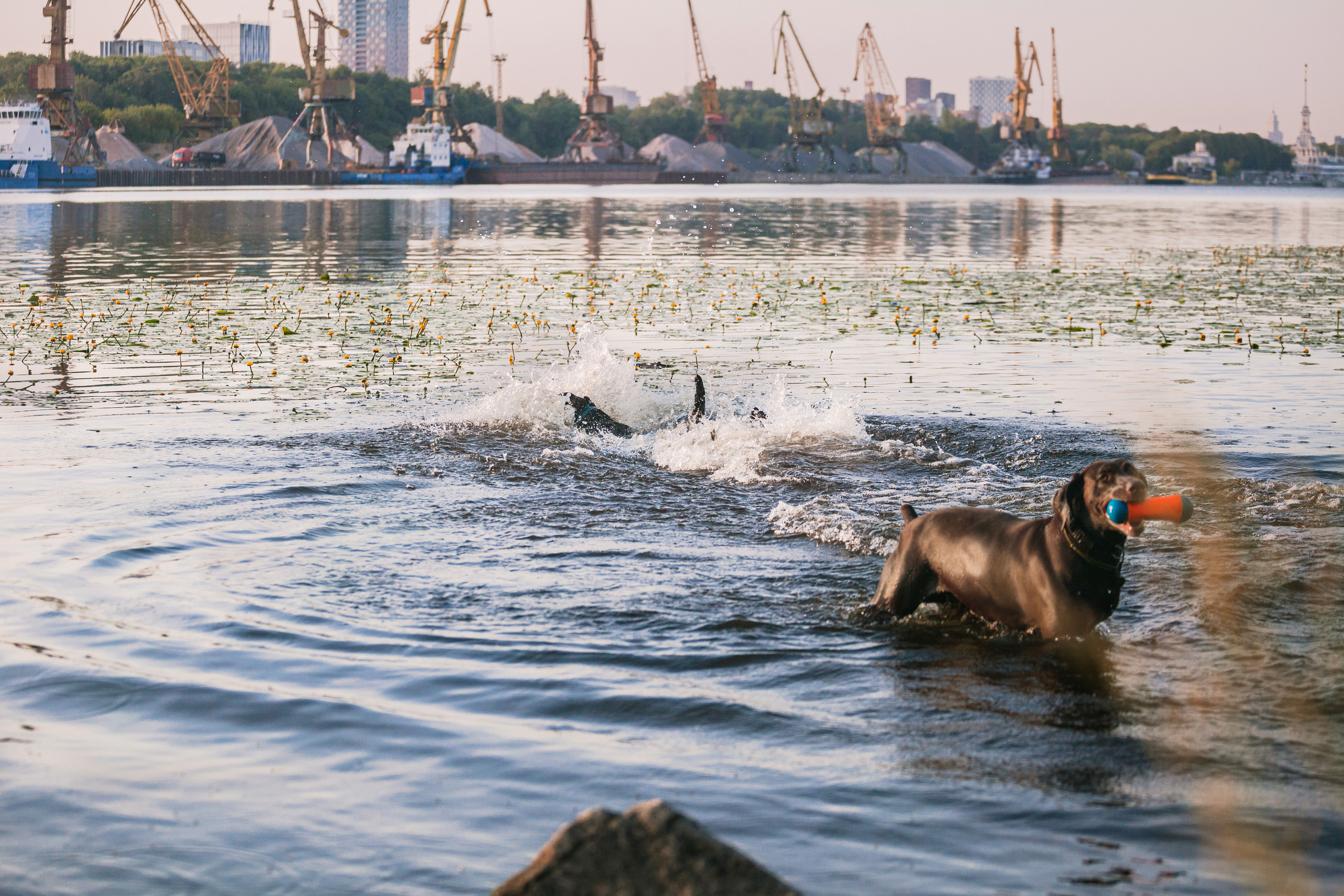 Рассветная съемка в ПКИО Северное Тушино. Фотограф-анималист Татьяна Степанова