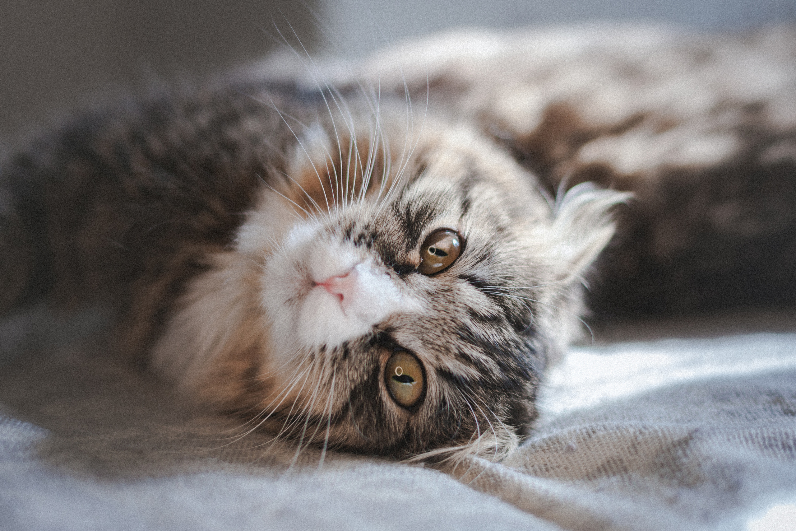 Семейная домашняя фотосессия. Фотограф-анималист Татьяна Степанова