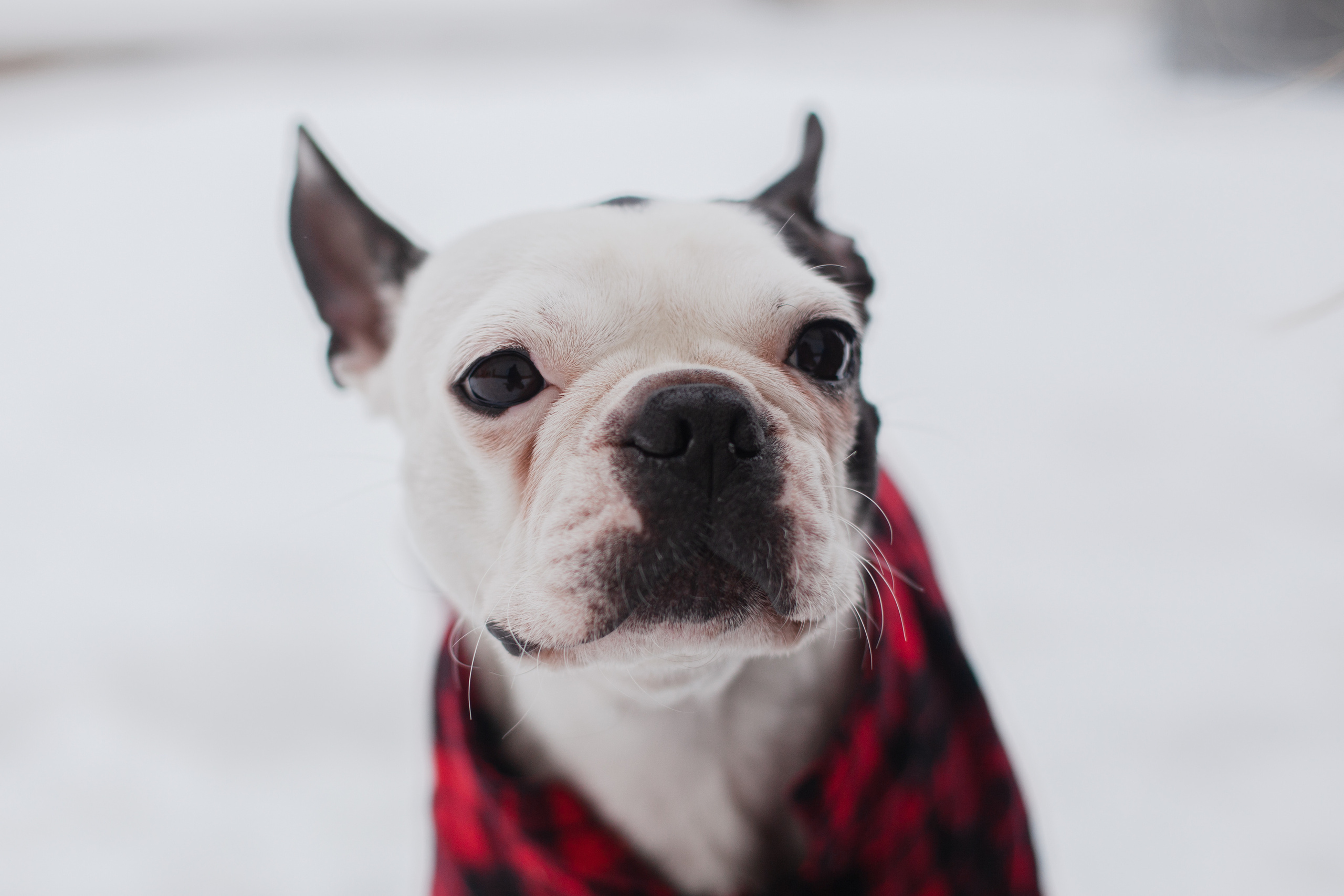 Василиса и Мира Кузнецкий мост. Фотограф-анималист Татьяна Степанова