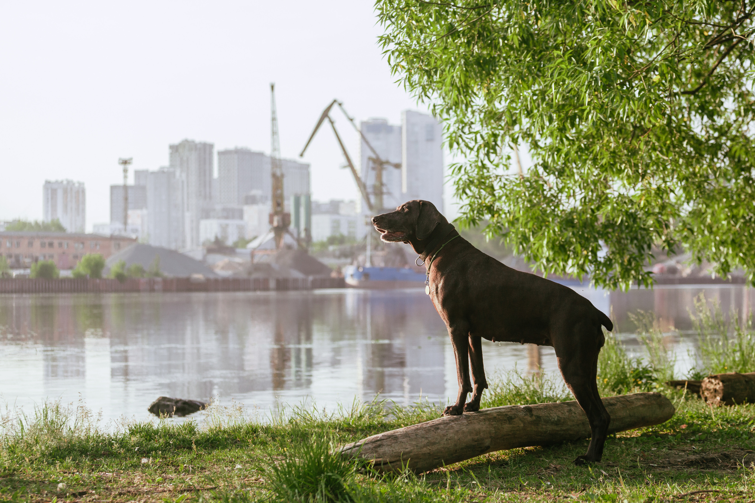 Рассветная съемка в ПКИО Северное Тушино. Фотограф-анималист Татьяна Степанова