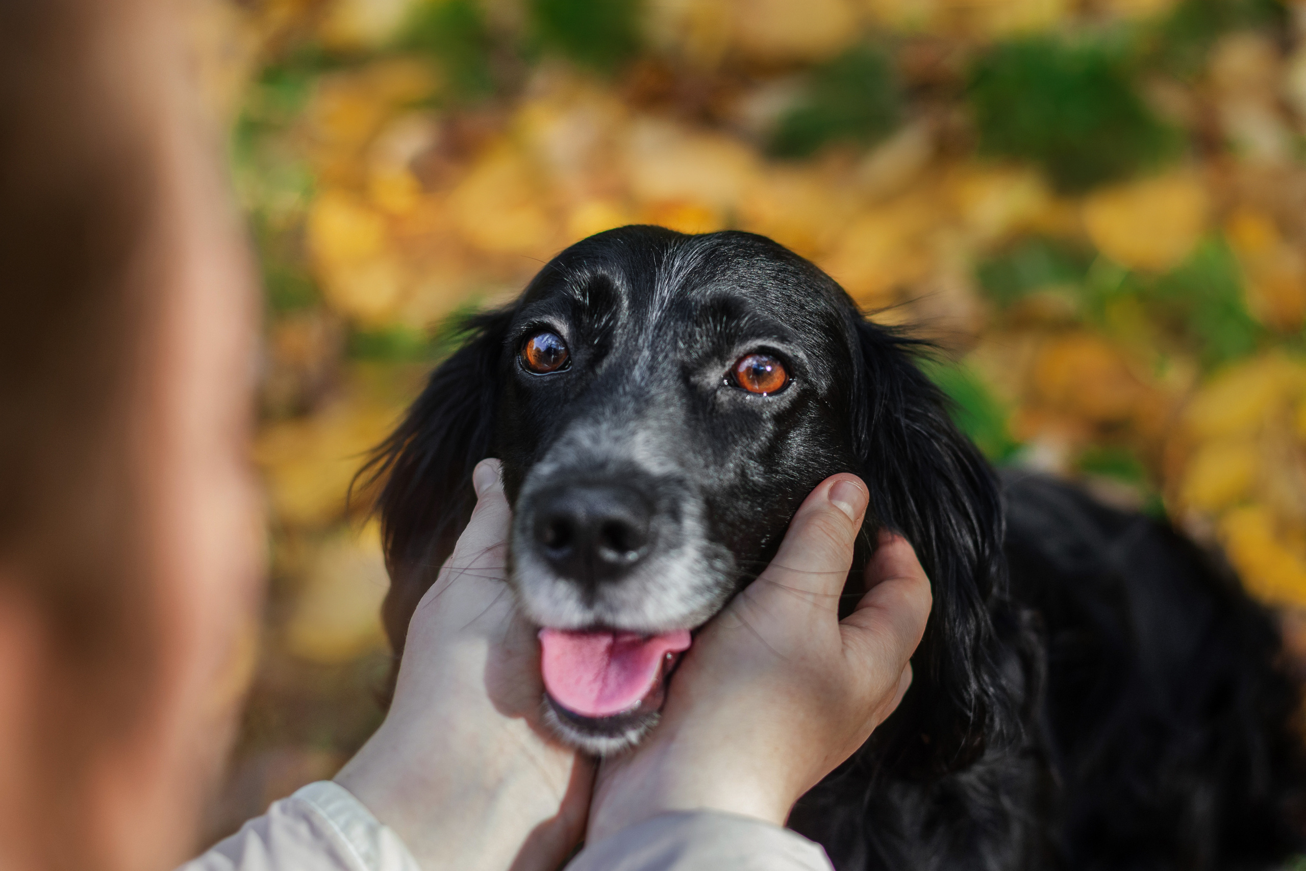 Барон и Лара 2022. Фотограф-анималист Татьяна Степанова