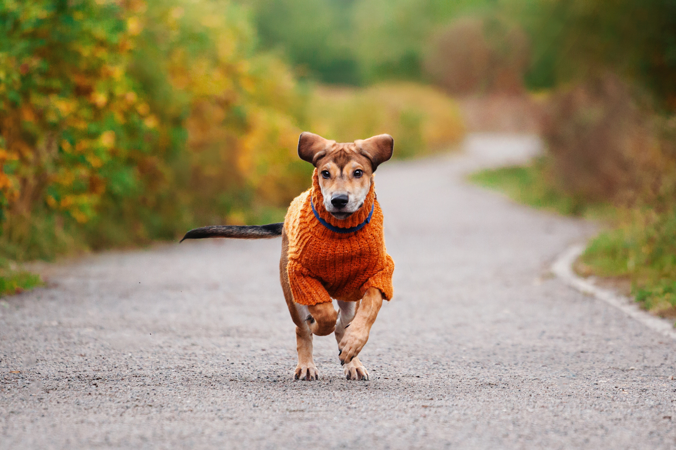Лукас и Бусинка 2022. Фотограф-анималист Татьяна Степанова