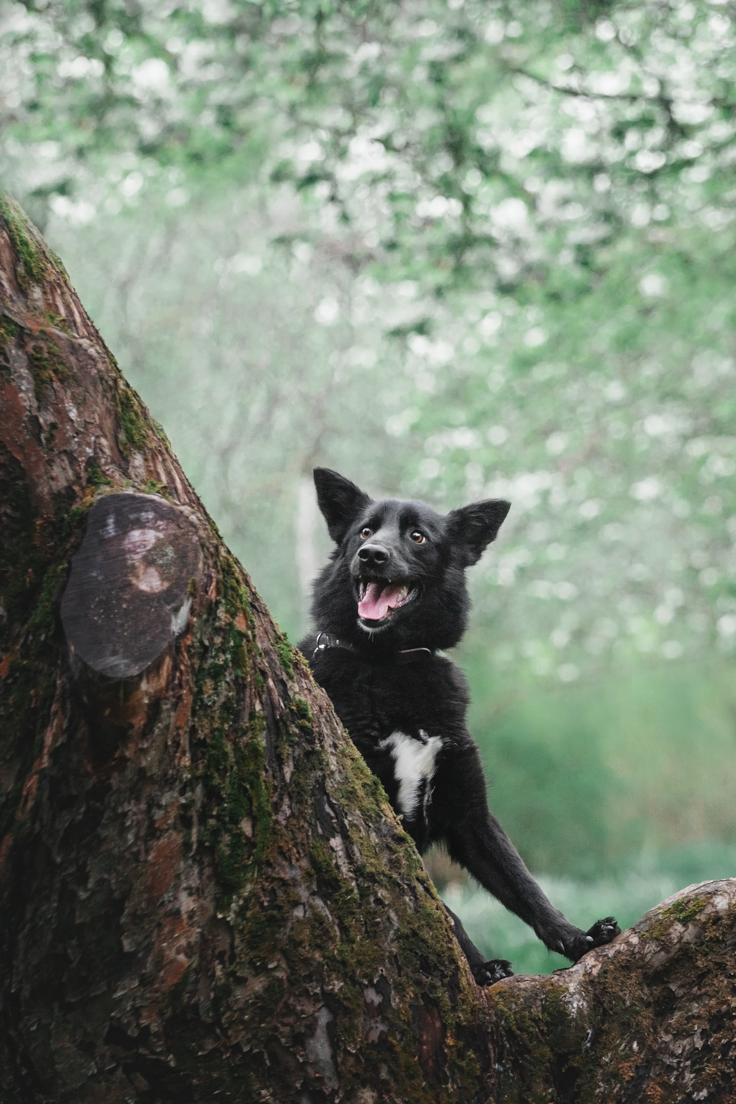 Съемка 3 собак в цветении 2023. Фотограф-анималист Татьяна Степанова
