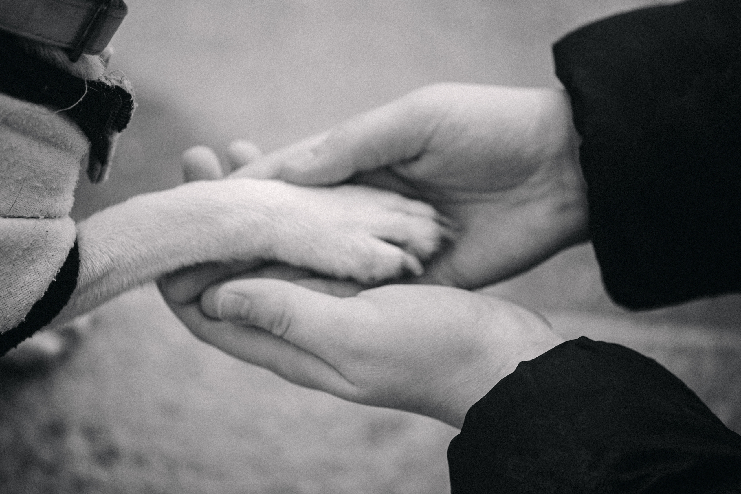 Василиса и Мира Кузнецкий мост. Фотограф-анималист Татьяна Степанова