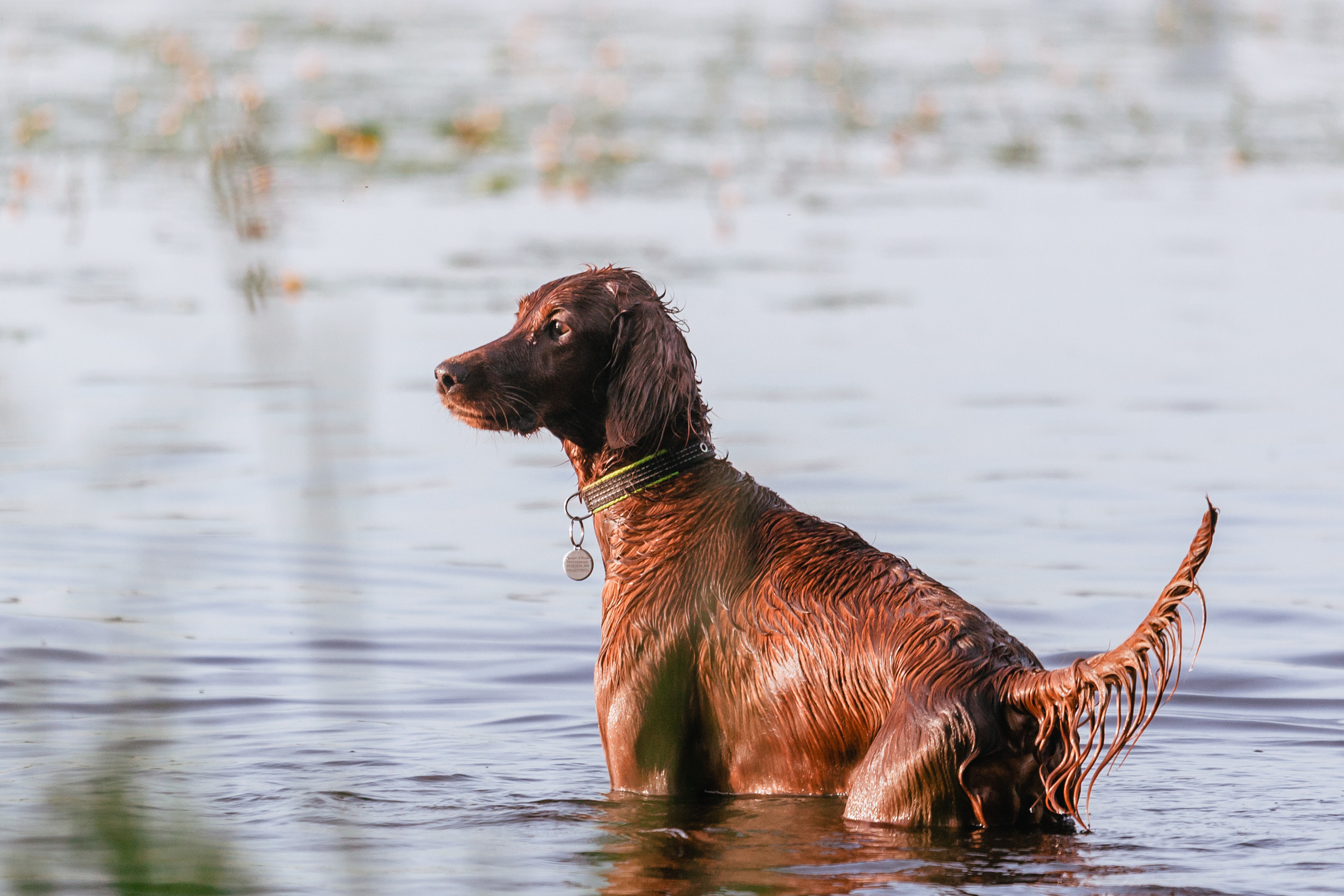 Рассветная съемка в ПКИО Северное Тушино. Фотограф-анималист Татьяна Степанова