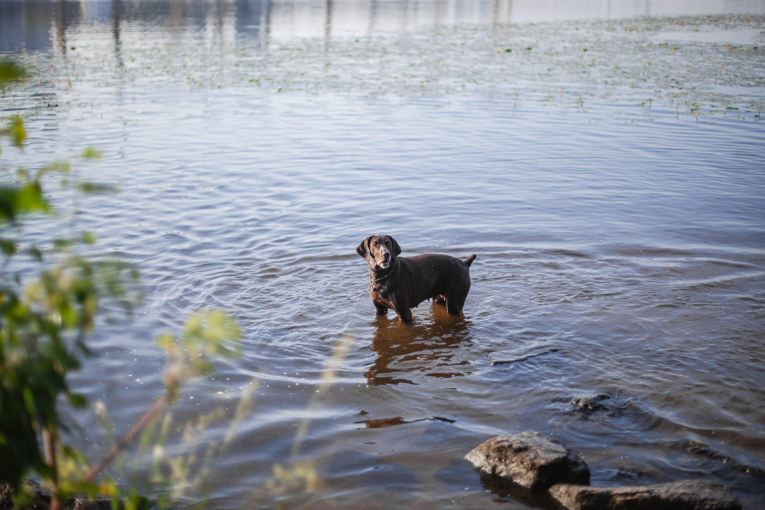 Рассветная съемка в ПКИО Северное Тушино. Фотограф-анималист Татьяна Степанова