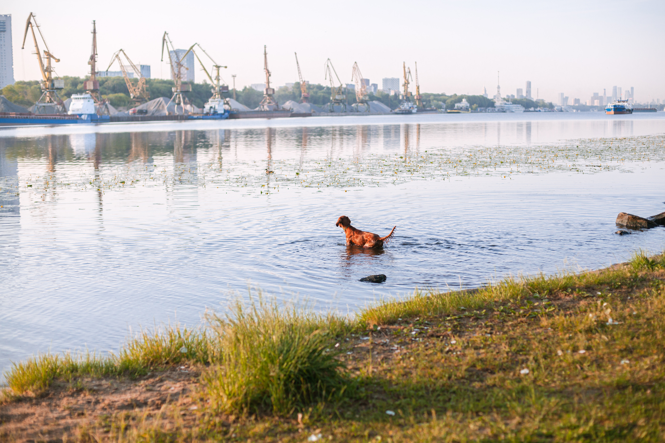 Рассветная съемка в ПКИО Северное Тушино. Фотограф-анималист Татьяна Степанова