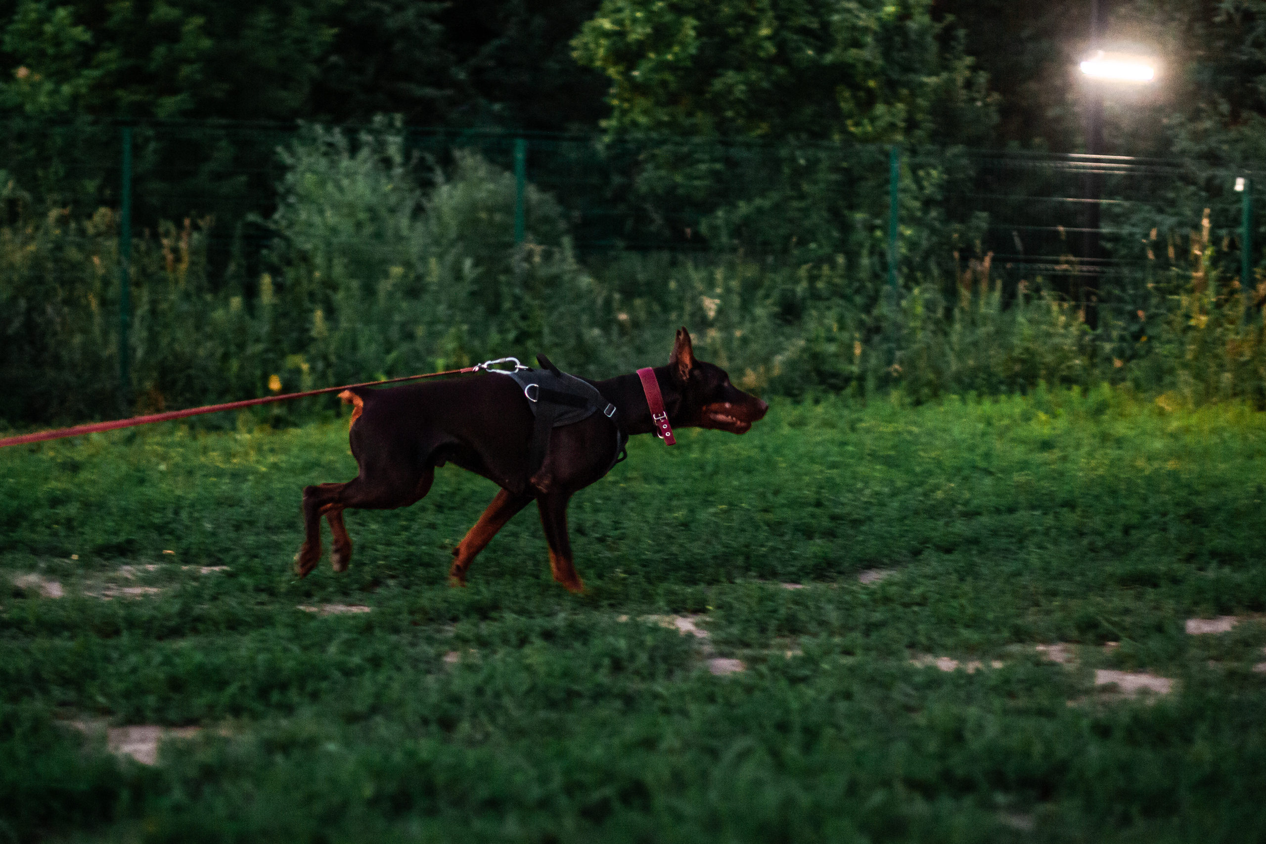 Занятие ЗКС+Выборка 2022. Фотограф-анималист Татьяна Степанова