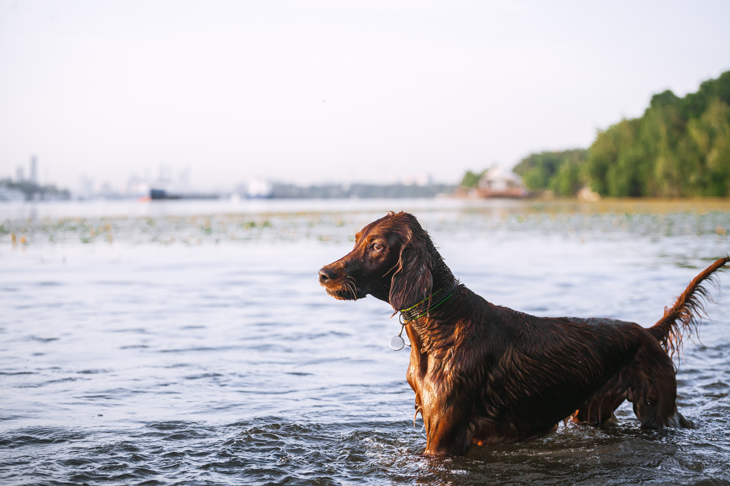 Рассветная съемка в ПКИО Северное Тушино. Фотограф-анималист Татьяна Степанова