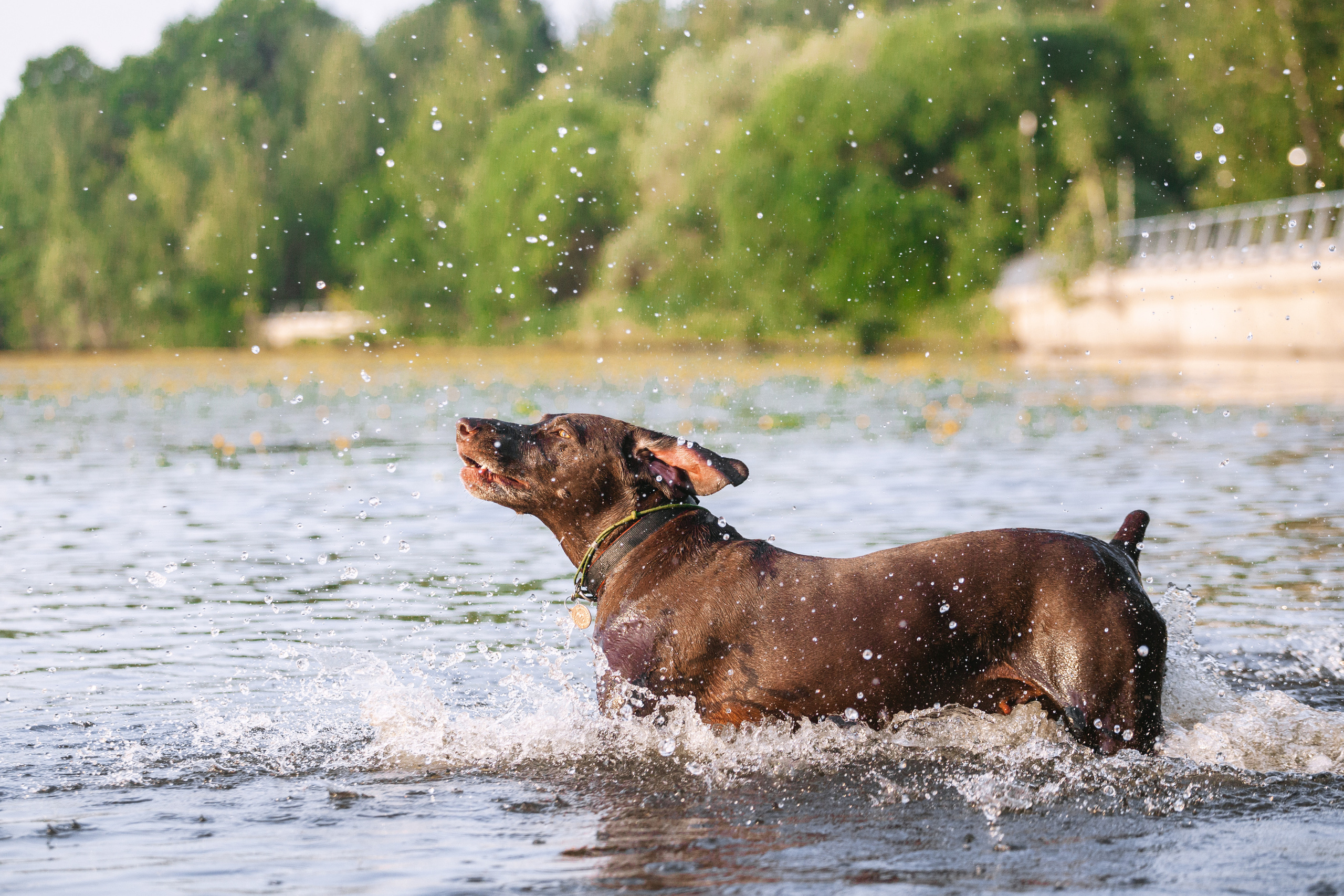 Рассветная съемка в ПКИО Северное Тушино. Фотограф-анималист Татьяна Степанова