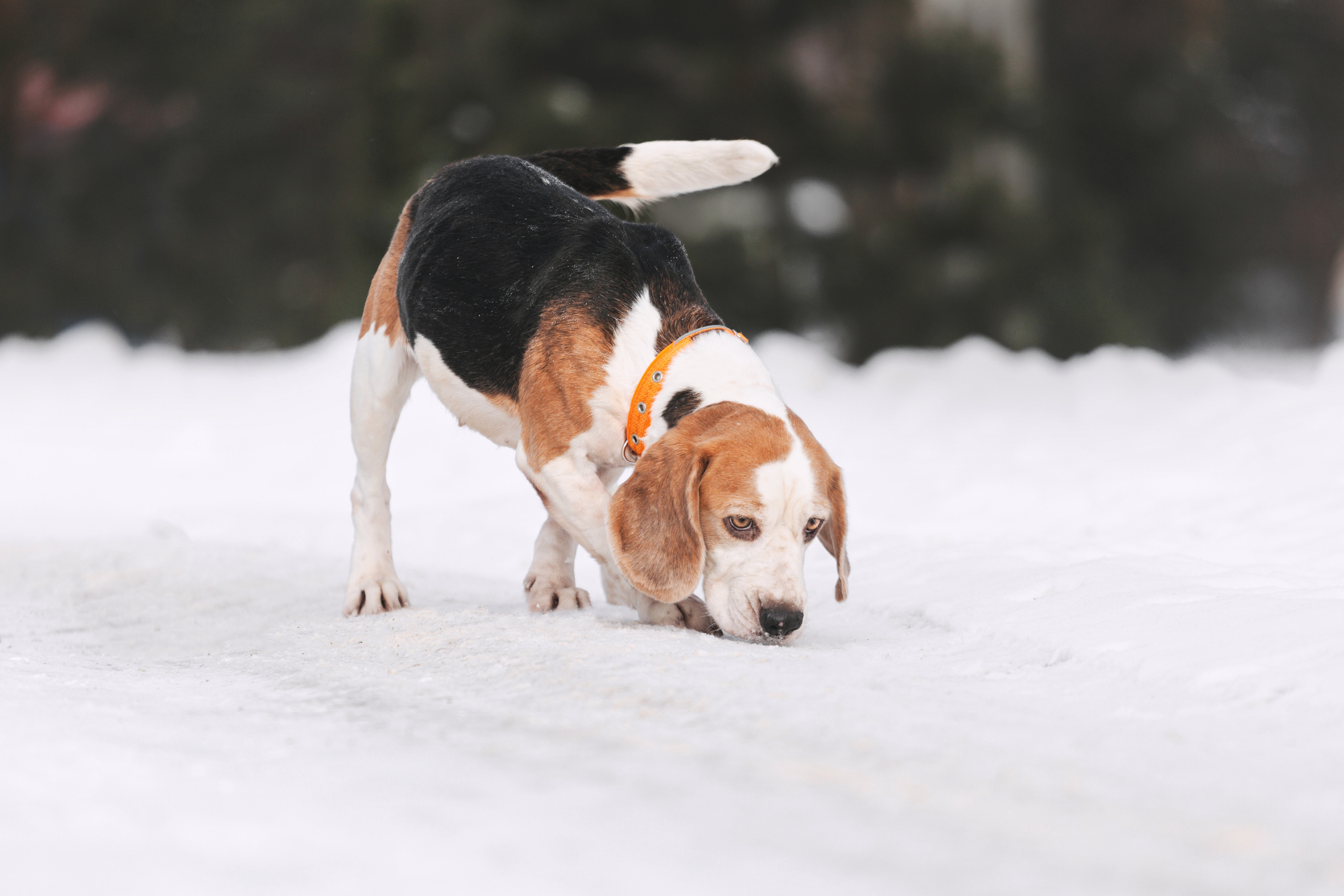 Группа помощи Дом для бигля 2023. Фотограф-анималист Татьяна Степанова