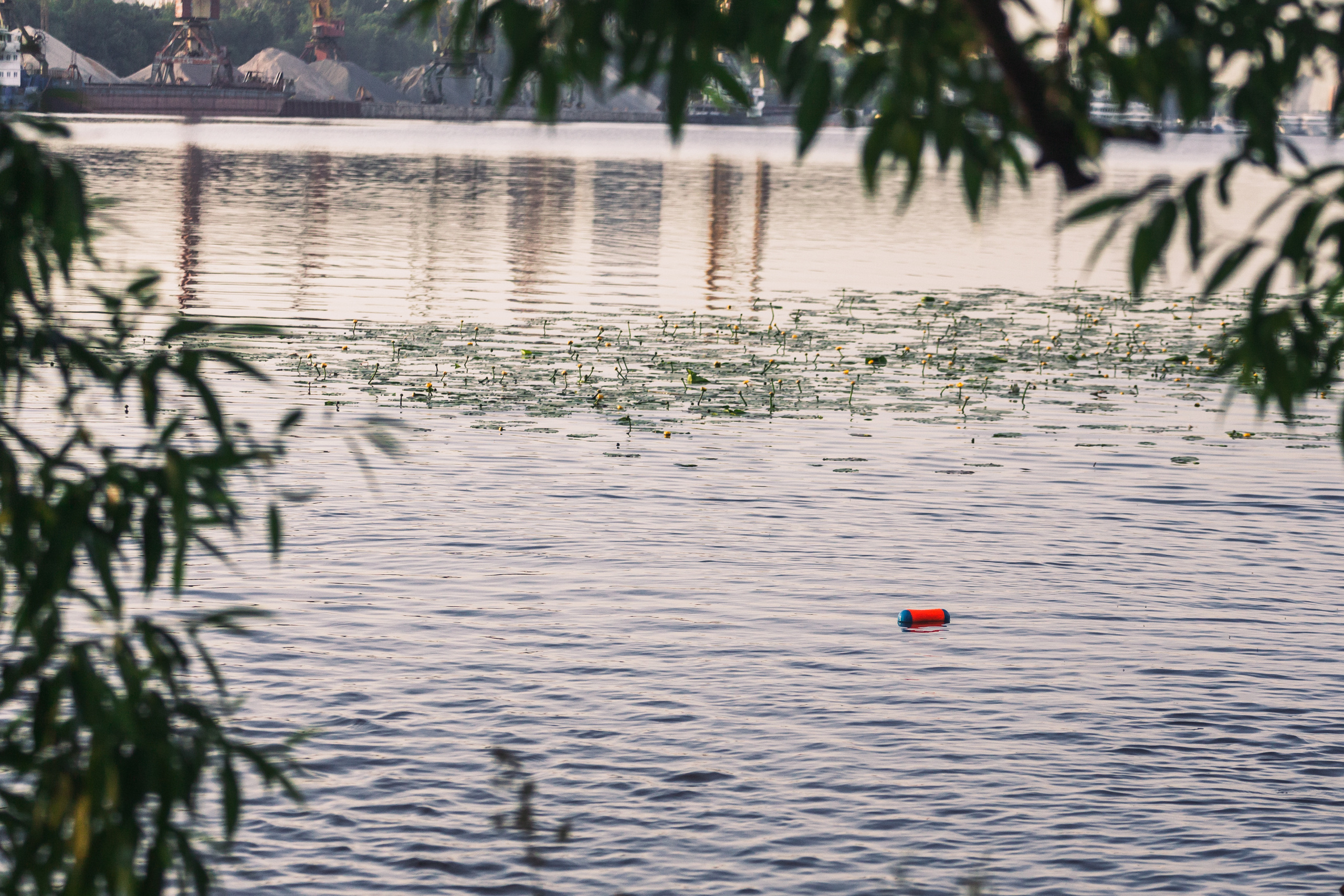 Рассветная съемка в ПКИО Северное Тушино. Фотограф-анималист Татьяна Степанова