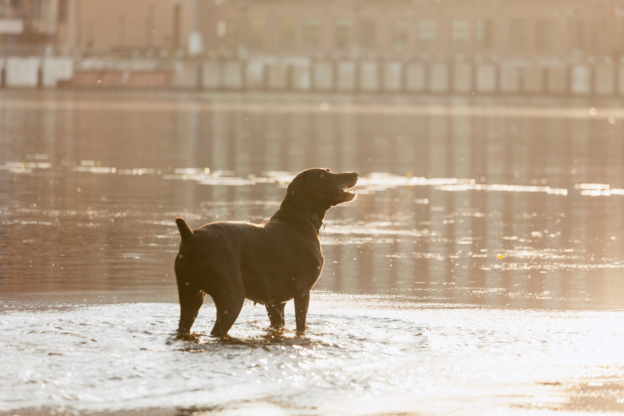 Рассветная съемка в ПКИО Северное Тушино. Фотограф-анималист Татьяна Степанова