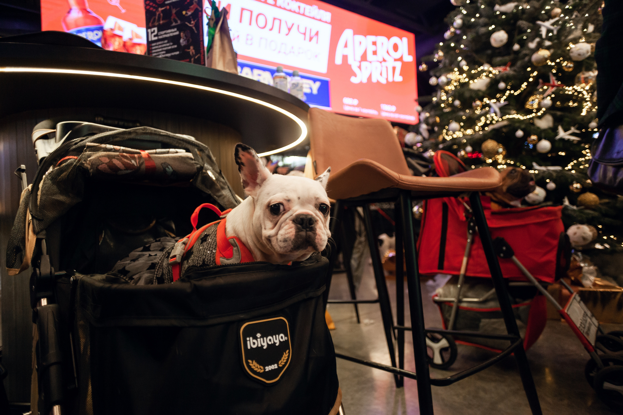 Бульелка 2022. Фотограф-анималист Татьяна Степанова