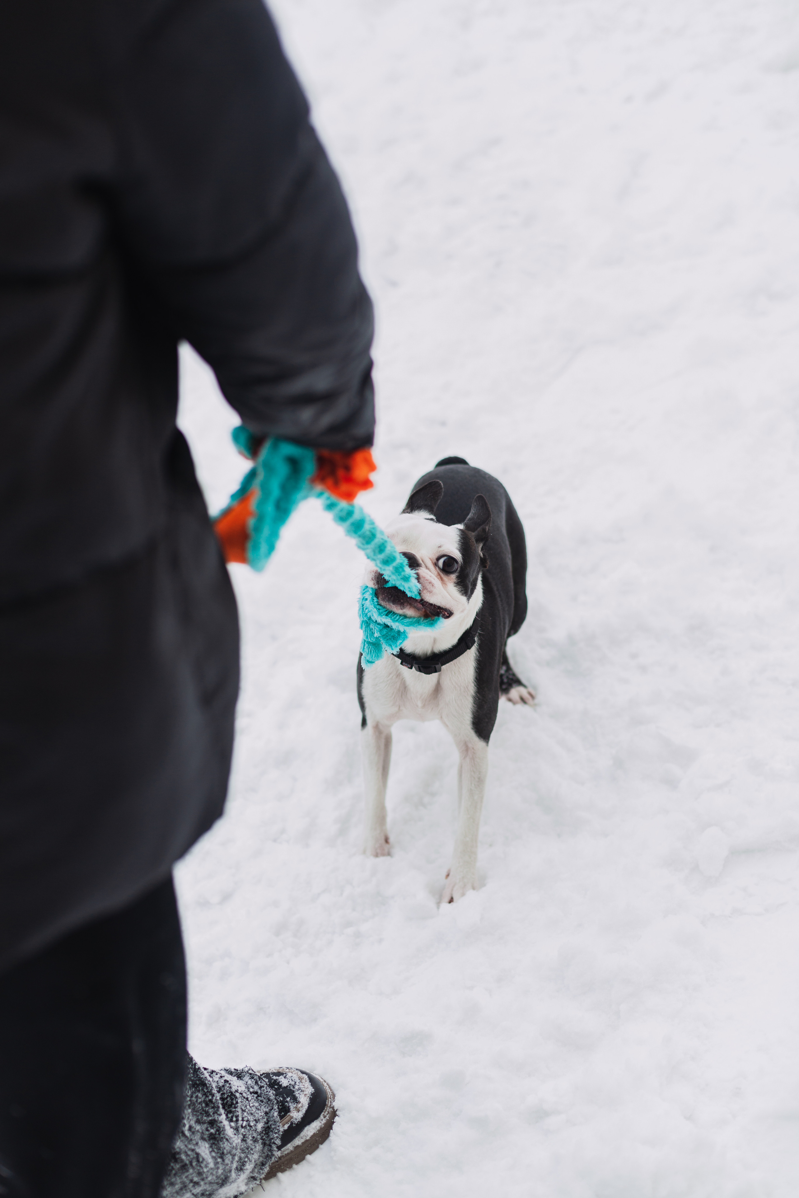Василиса и Мира Кузнецкий мост. Фотограф-анималист Татьяна Степанова