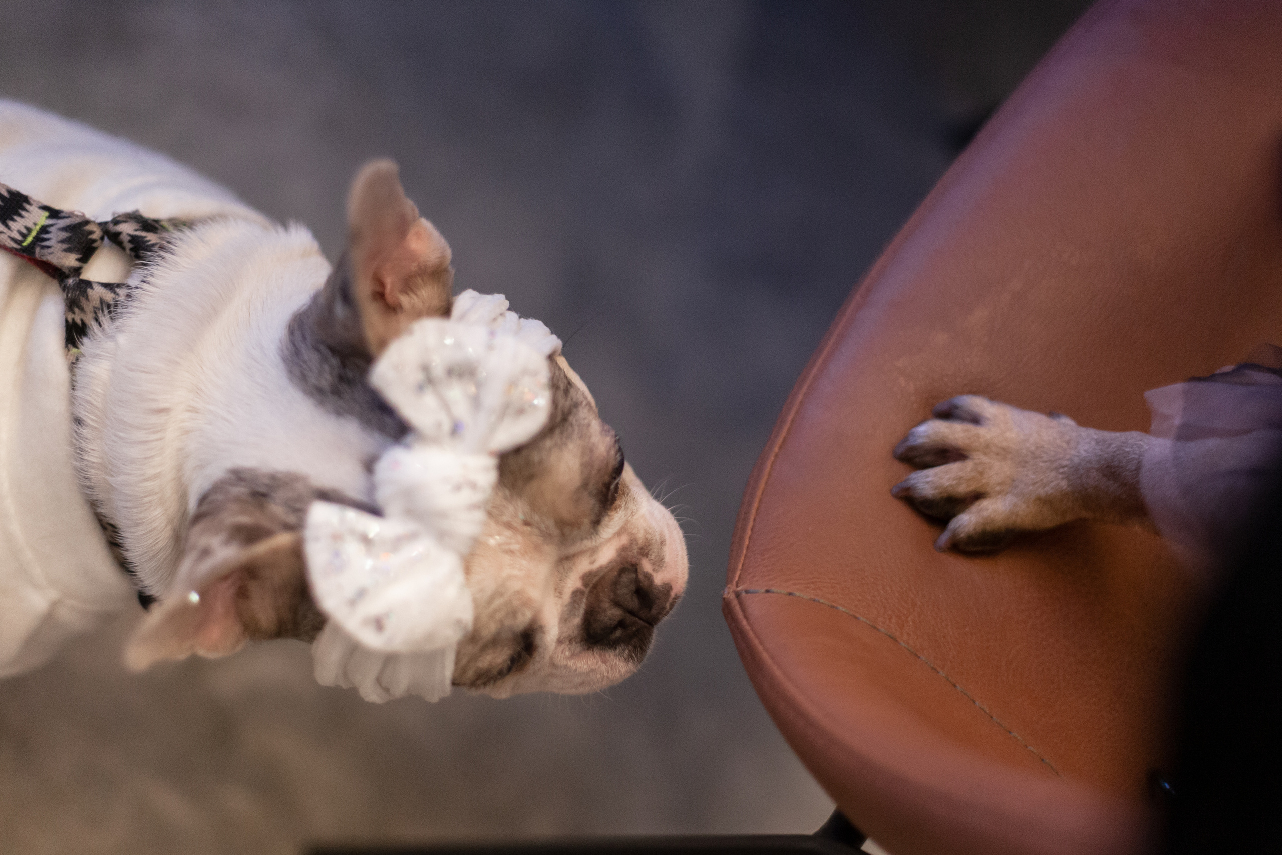 Бульелка 2022. Фотограф-анималист Татьяна Степанова