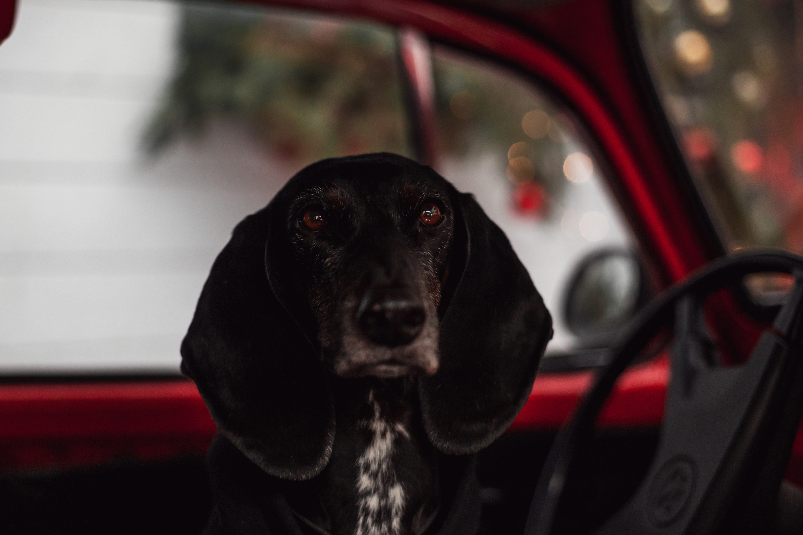 Новогодняя серия с ретромашиной. Фотограф-анималист Татьяна Степанова