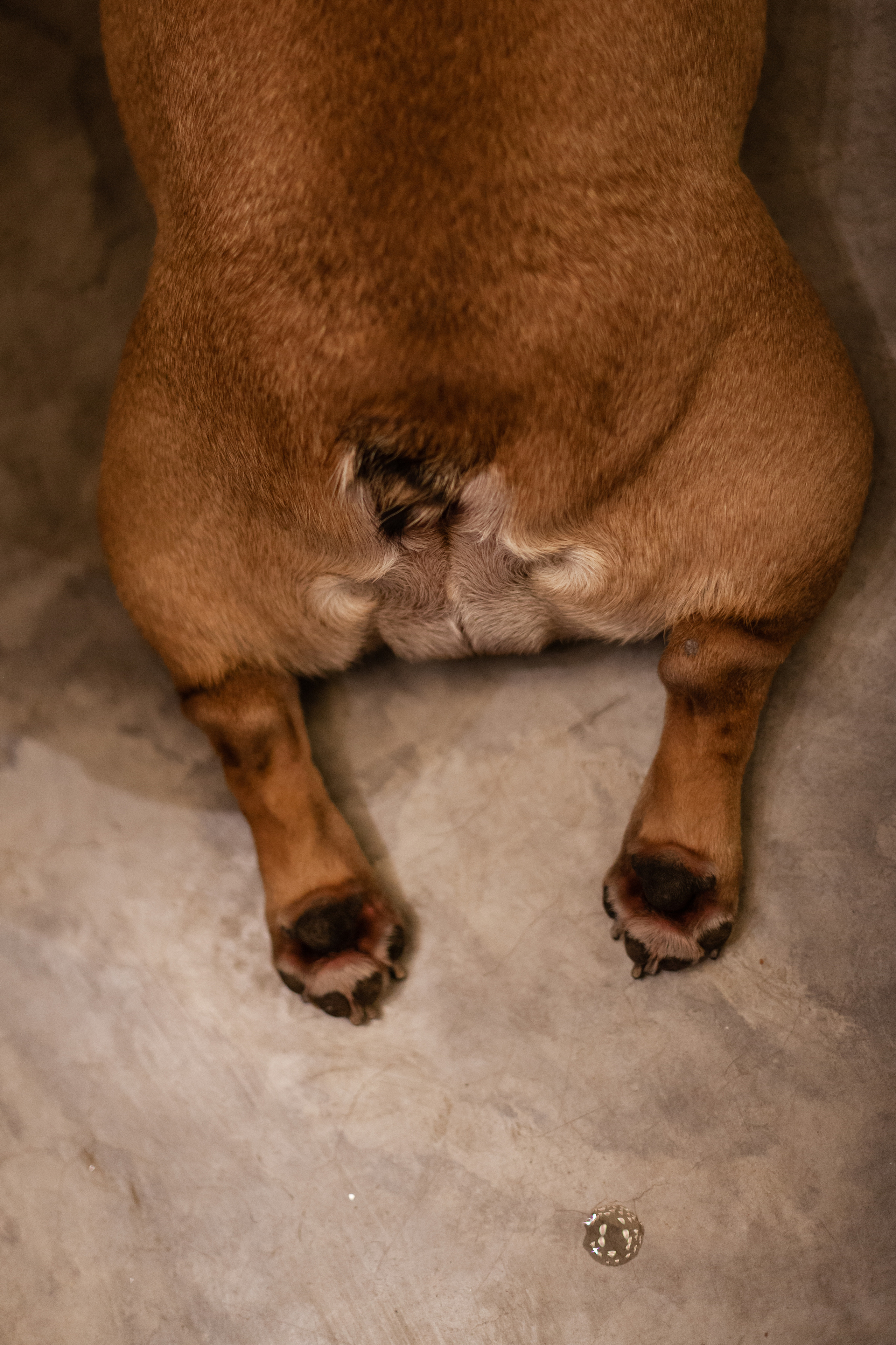 Бульелка 2022. Фотограф-анималист Татьяна Степанова