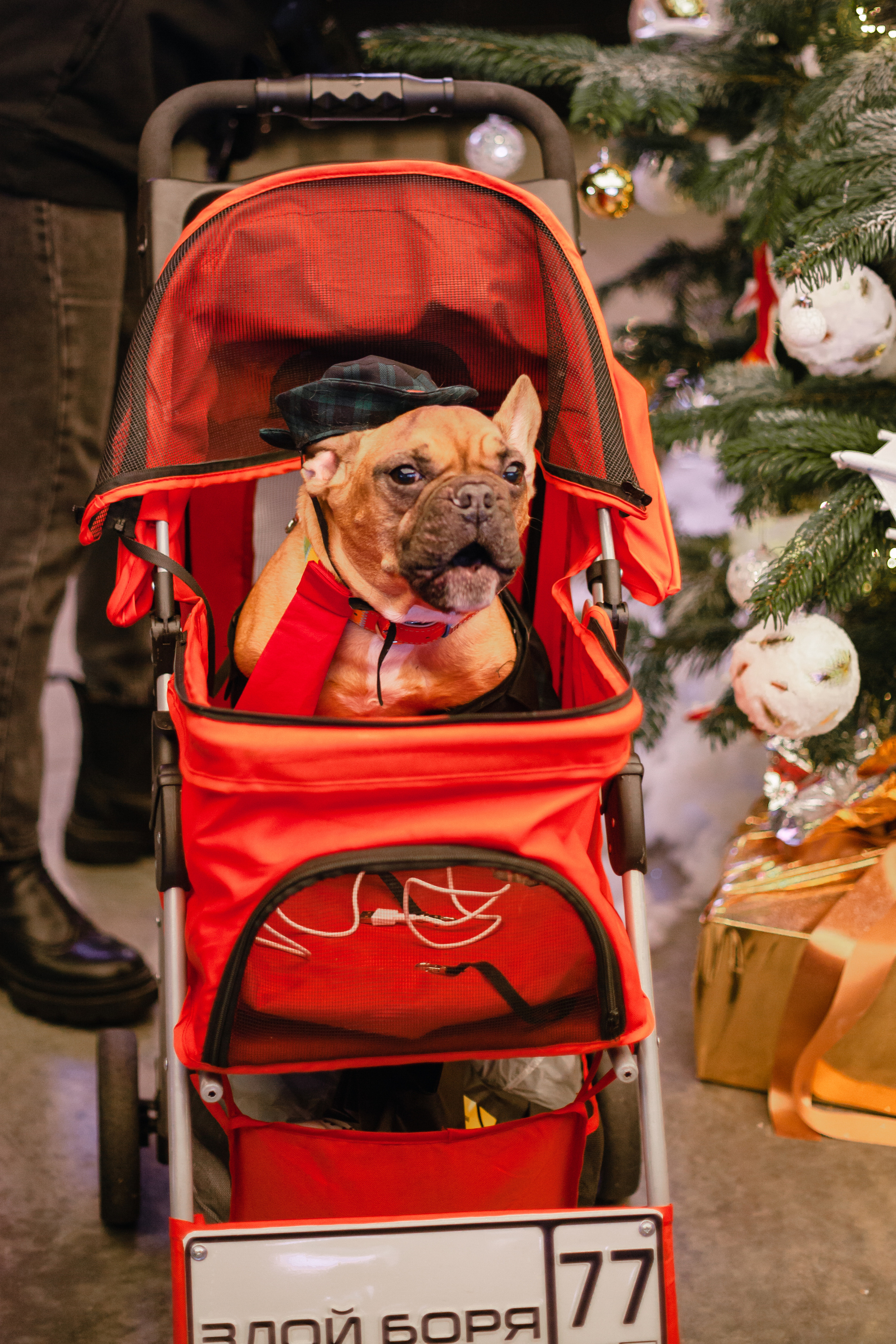 Бульелка 2022. Фотограф-анималист Татьяна Степанова