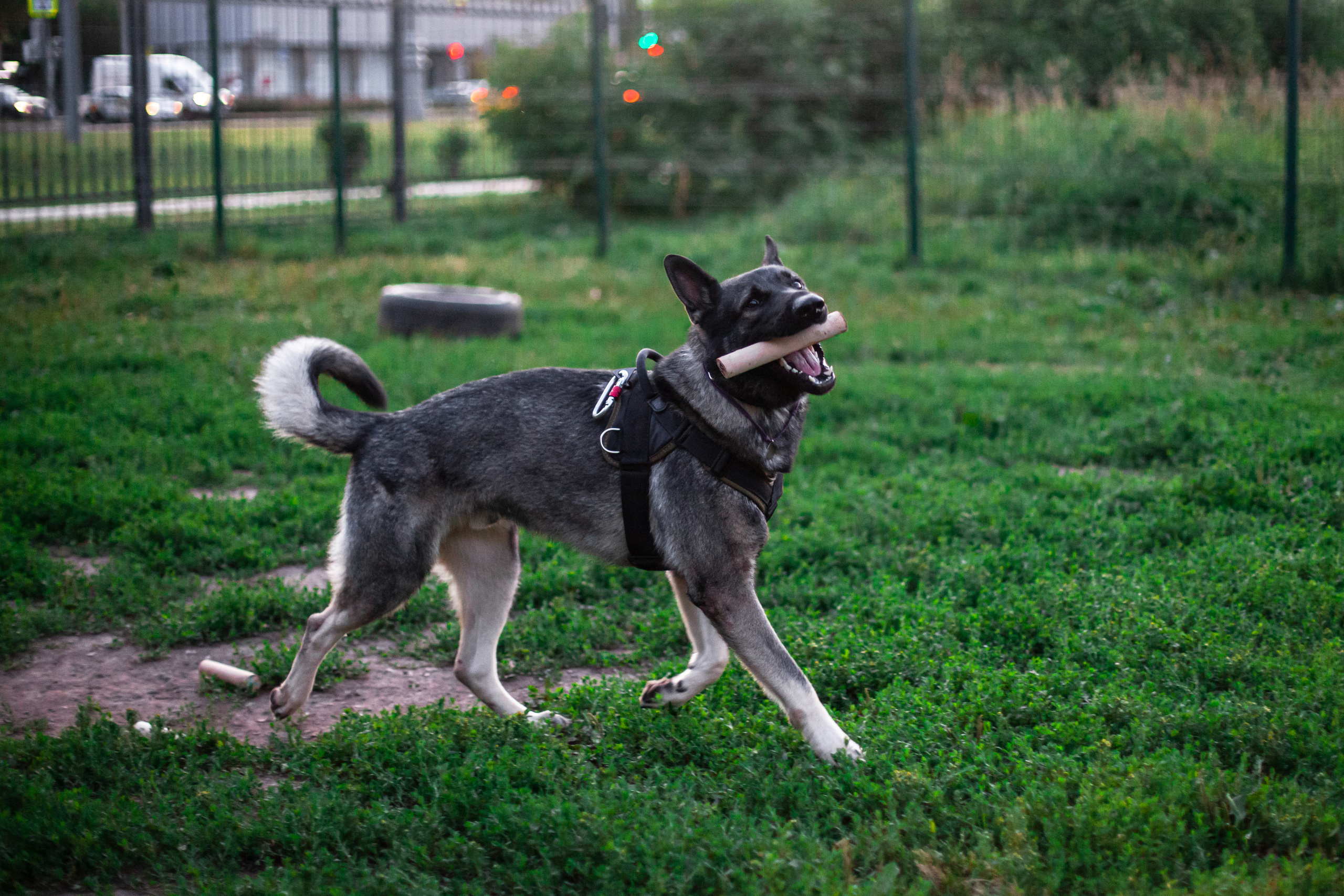 Занятие ЗКС+Выборка 2022. Фотограф-анималист Татьяна Степанова