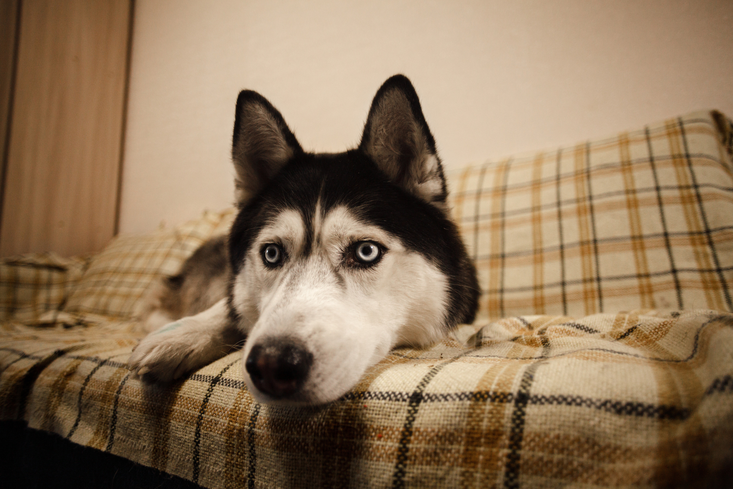 Киба и Аки. Фотограф-анималист Татьяна Степанова