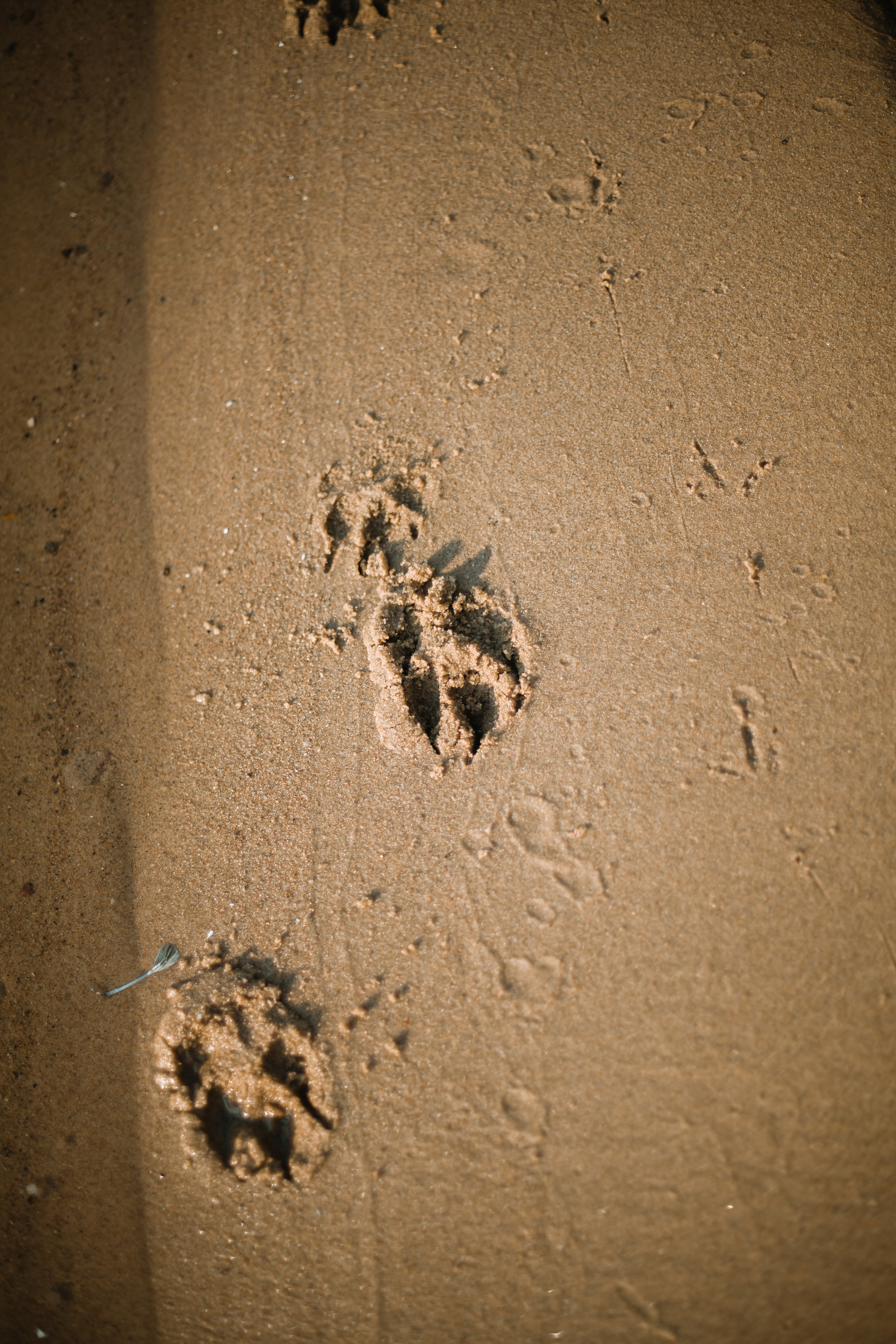 Рассветная съемка в ПКИО Северное Тушино. Фотограф-анималист Татьяна Степанова