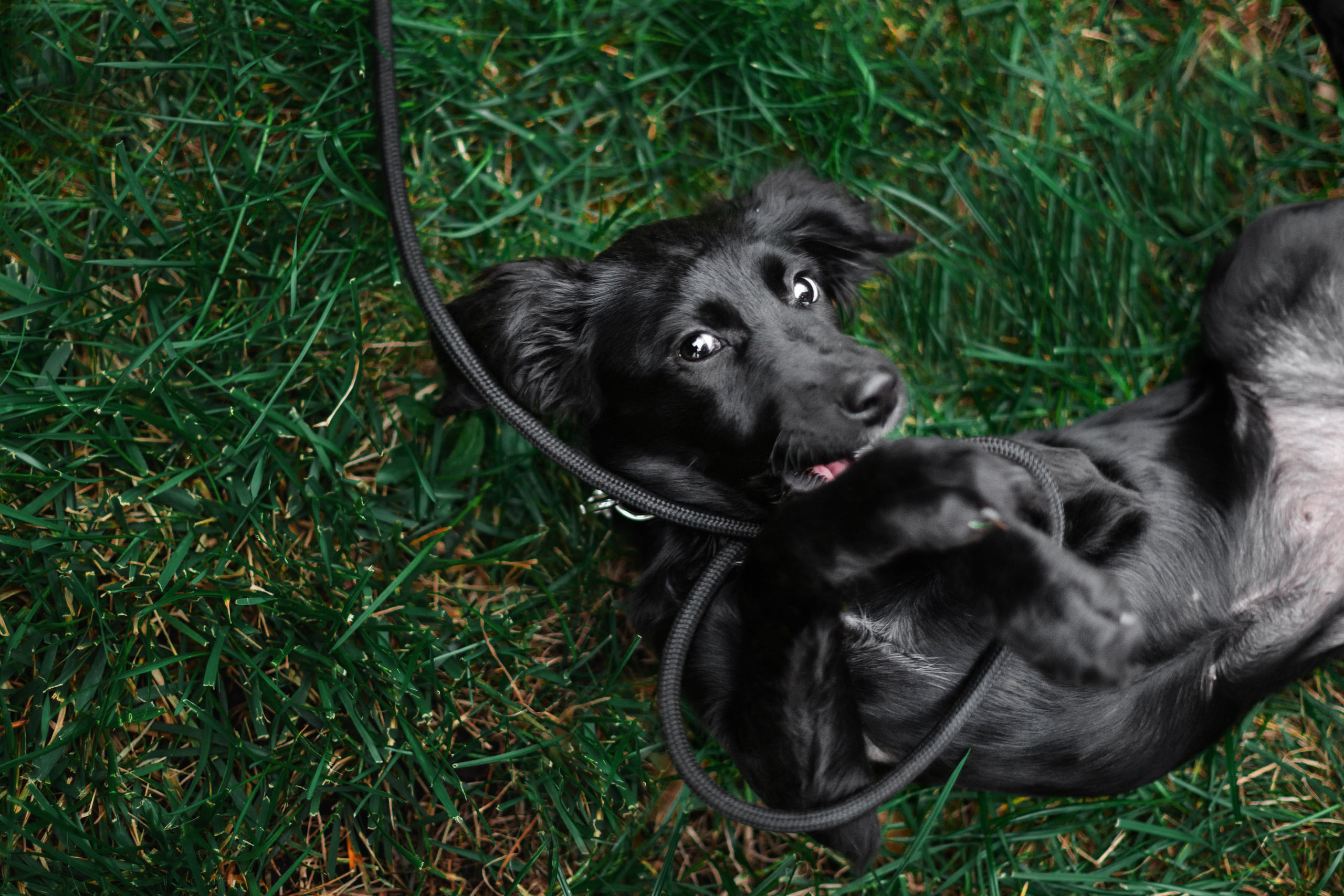 Пара щенков 2022. Фотограф-анималист Татьяна Степанова