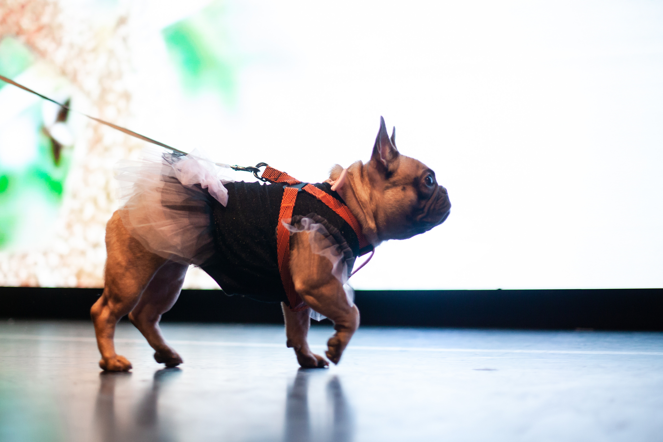 Бульелка 2022. Фотограф-анималист Татьяна Степанова