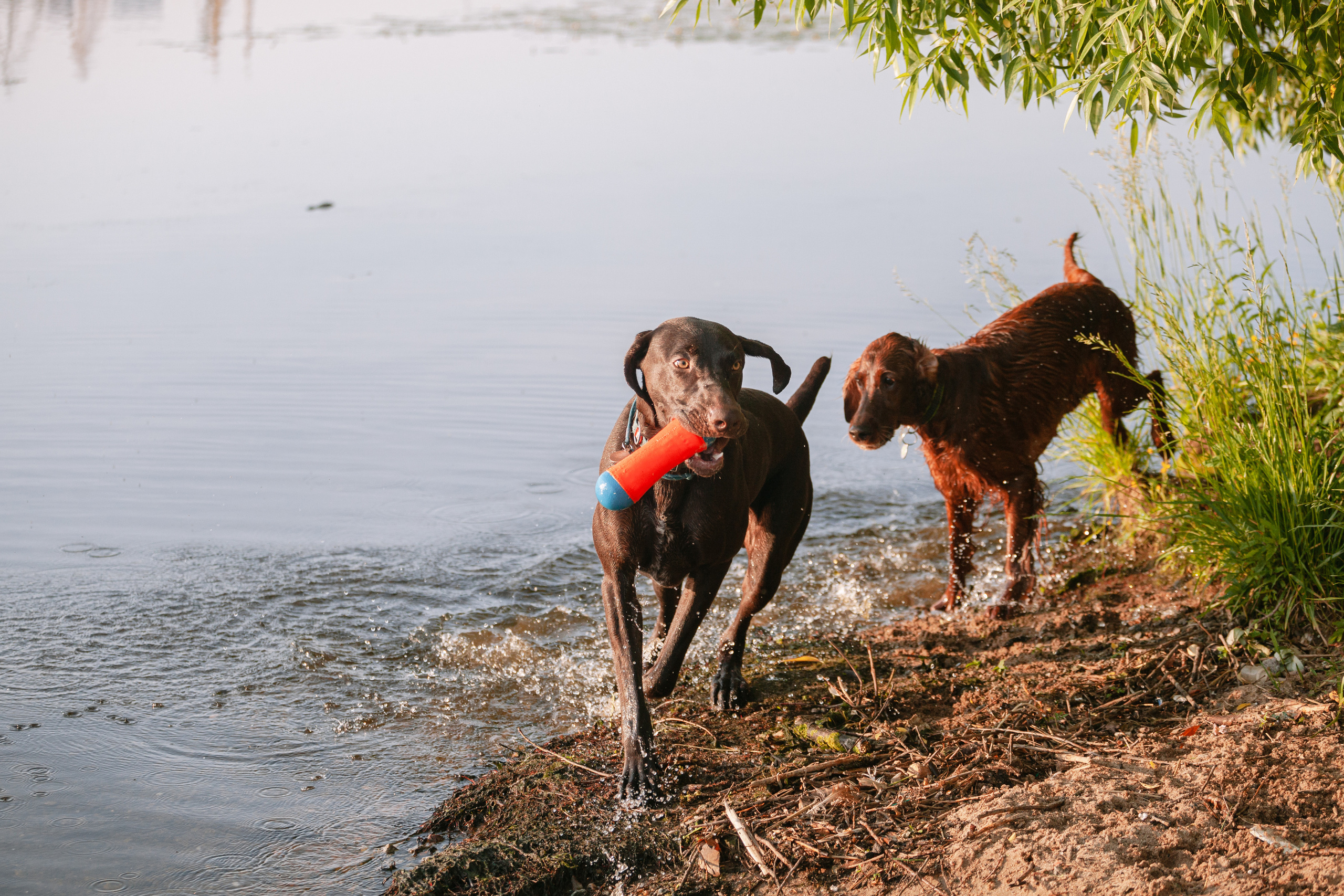 Рассветная съемка в ПКИО Северное Тушино. Фотограф-анималист Татьяна Степанова