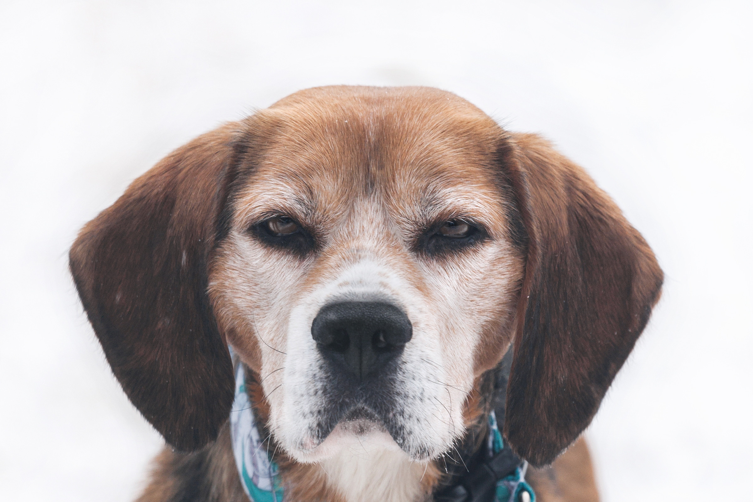 Группа помощи Дом для бигля 2023. Фотограф-анималист Татьяна Степанова