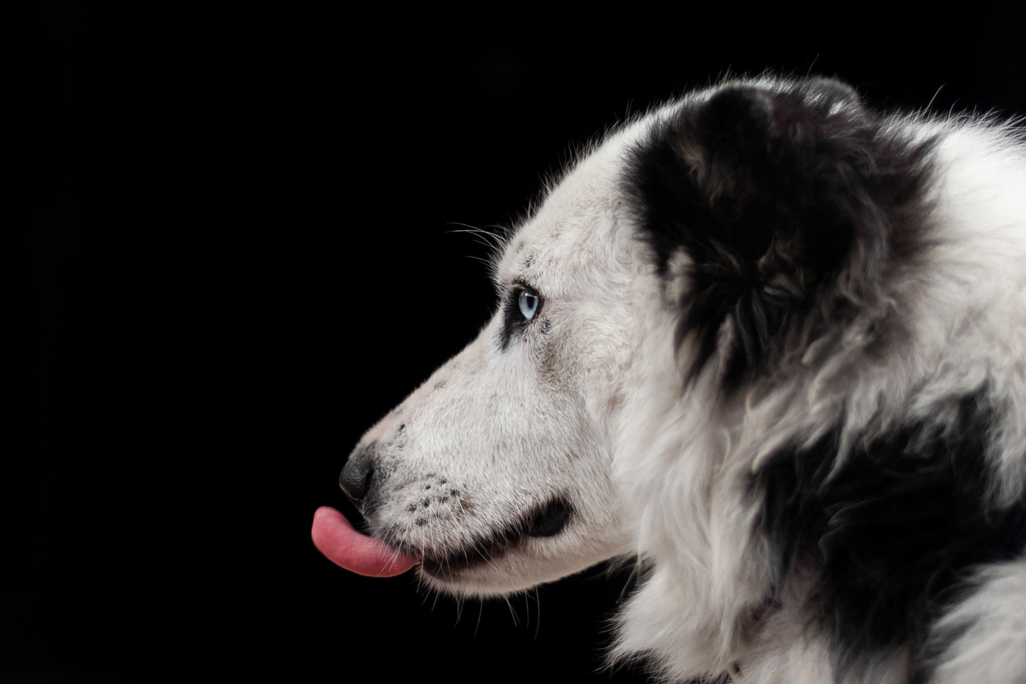 Чех 2022. Фотограф-анималист Татьяна Степанова