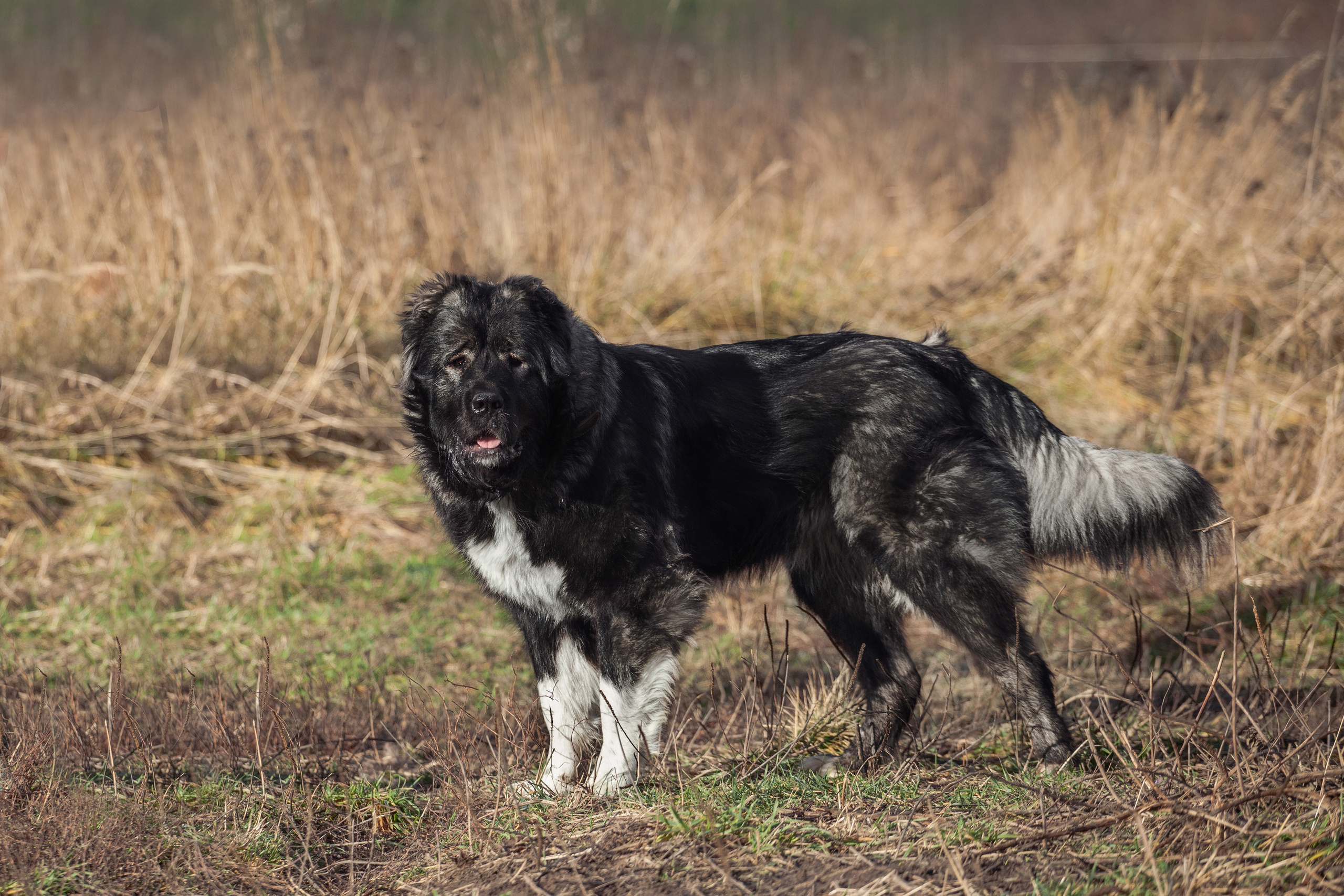 Фонд помощи кавказским овчаркам (Дудусик дог) 2022. Фотограф-анималист Татьяна Степанова