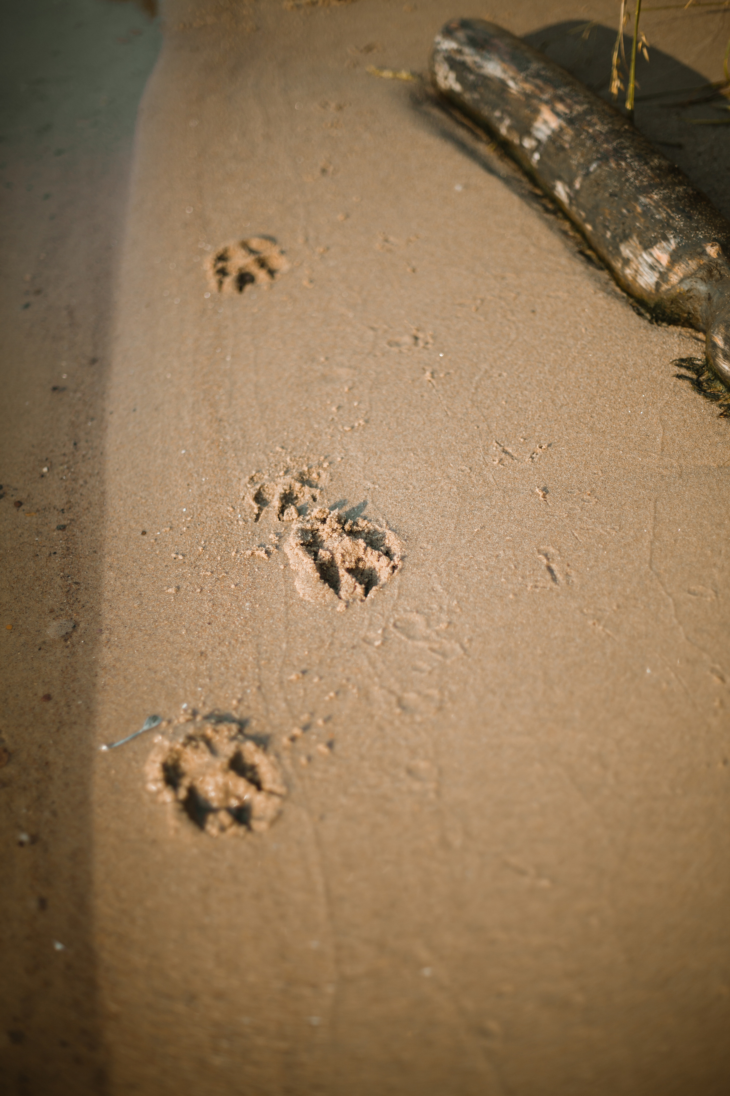 Рассветная съемка в ПКИО Северное Тушино. Фотограф-анималист Татьяна Степанова
