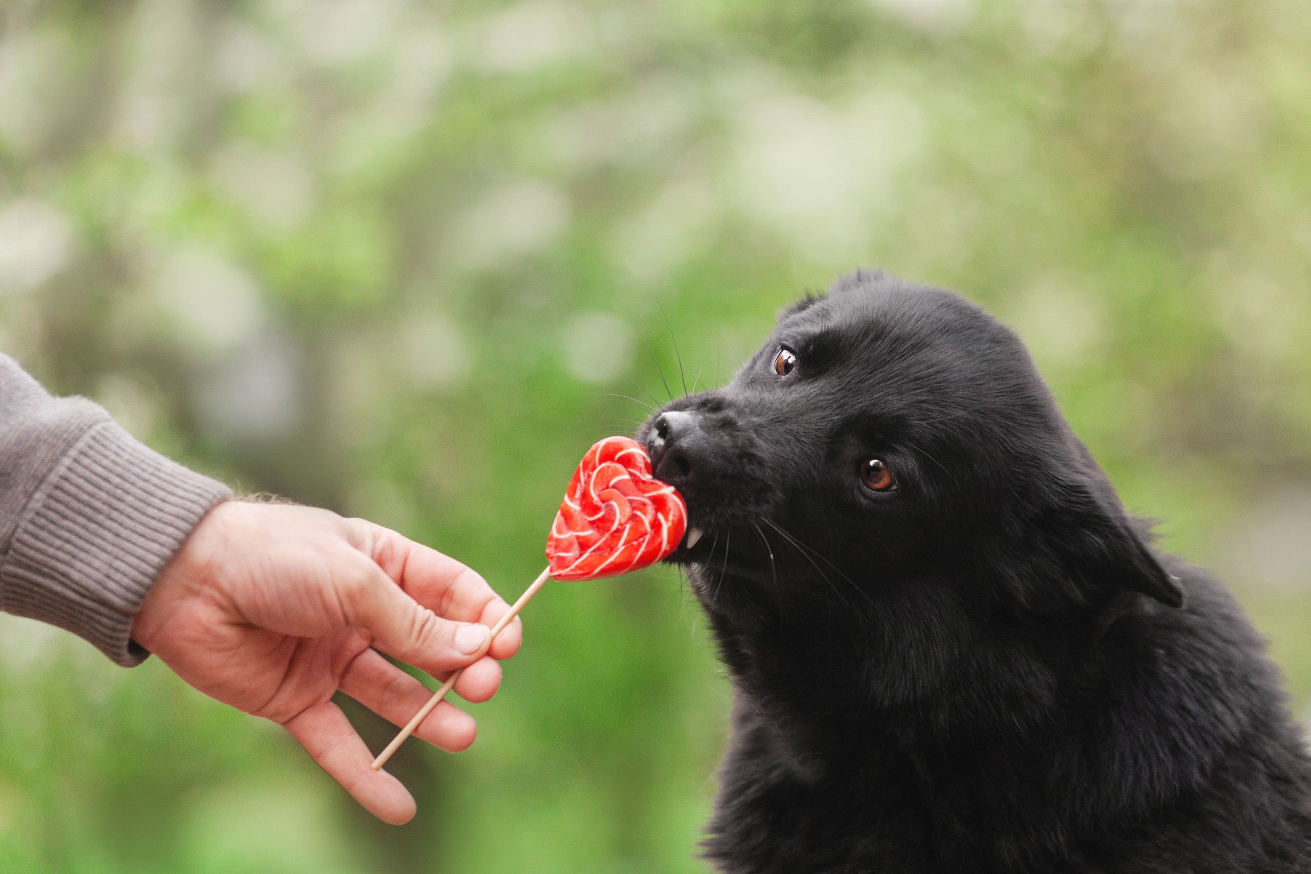 Съемка 3 собак в цветении 2023. Фотограф-анималист Татьяна Степанова