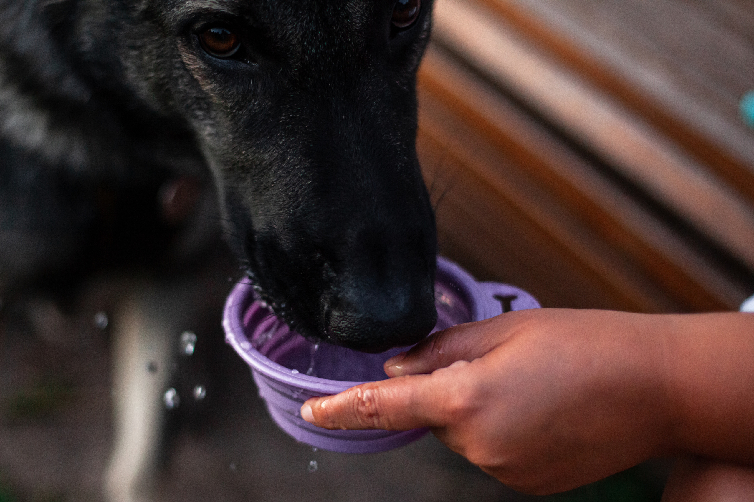 Занятие ЗКС+Выборка 2022. Фотограф-анималист Татьяна Степанова