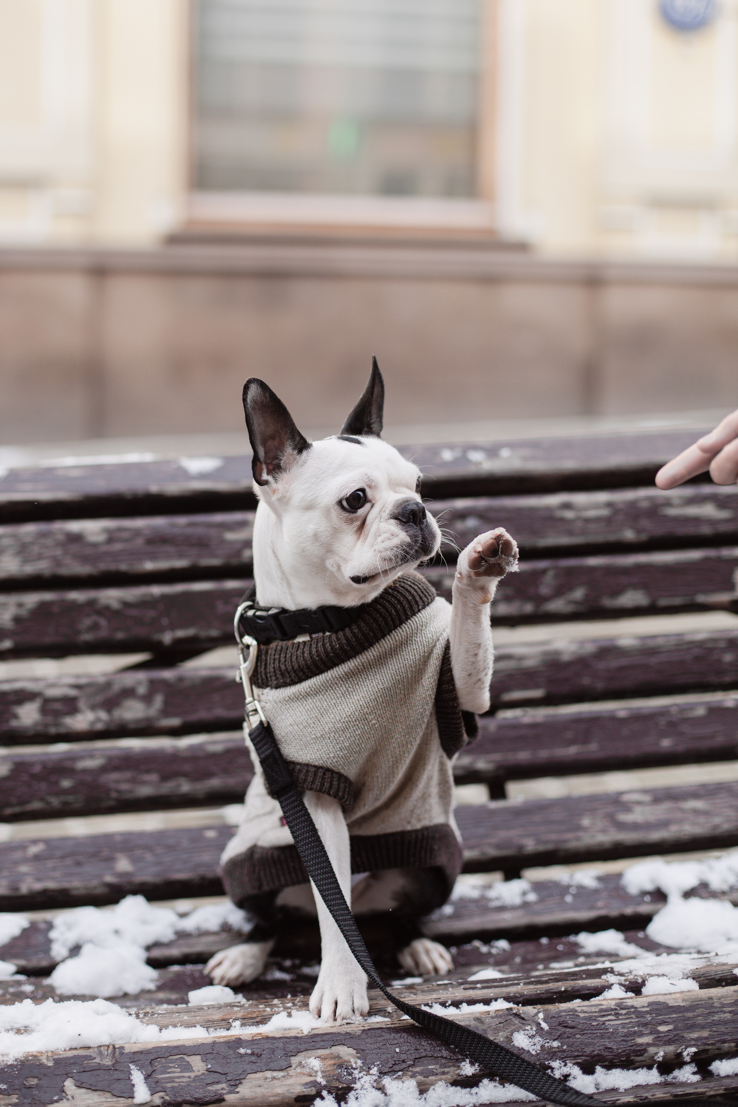 Василиса и Мира Кузнецкий мост. Фотограф-анималист Татьяна Степанова
