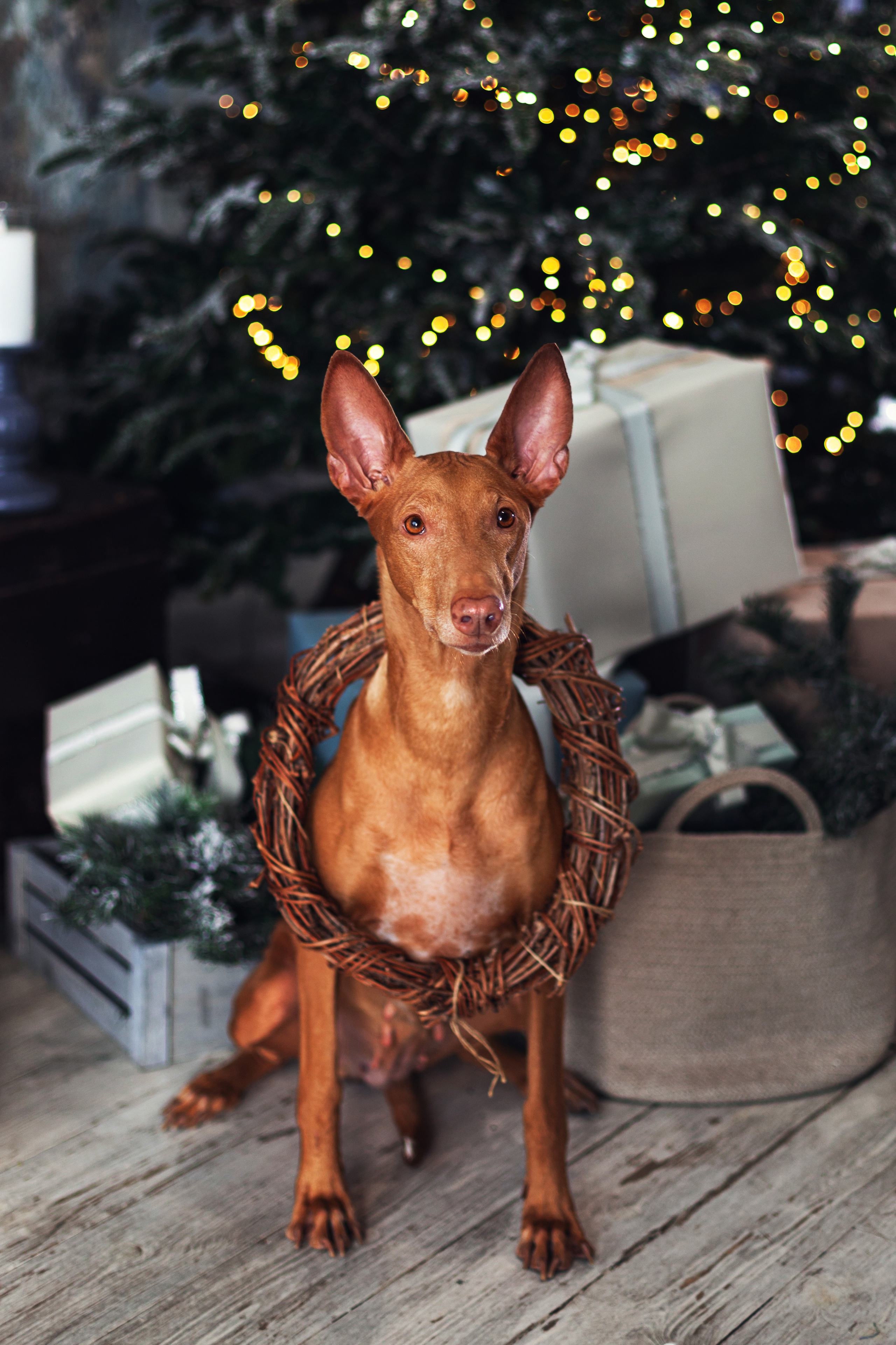 Юля и Мэри. Фотограф-анималист Татьяна Степанова